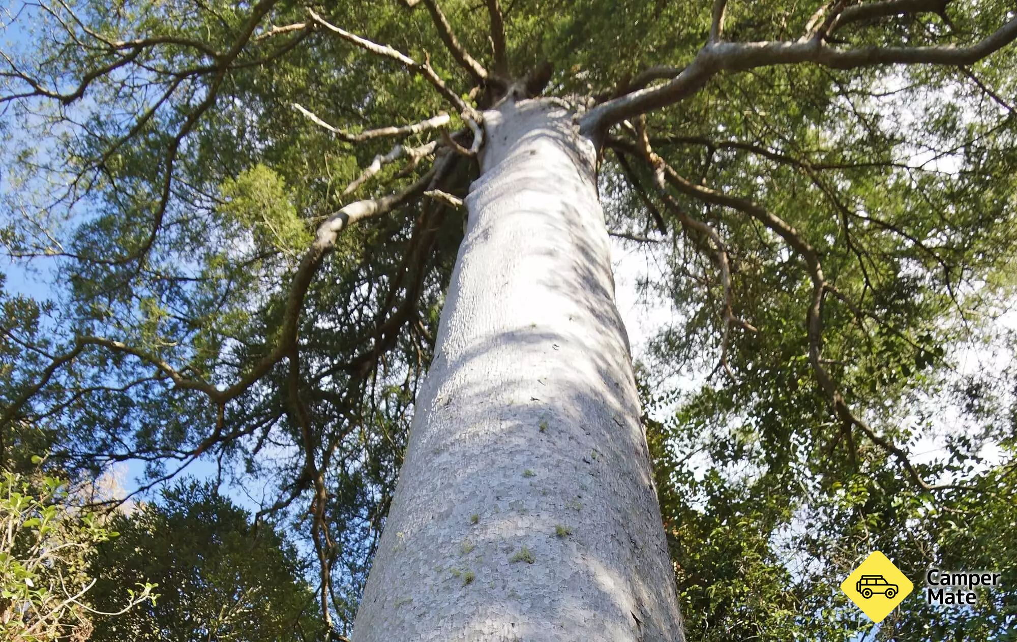 Rangiwahia Bush Reserve