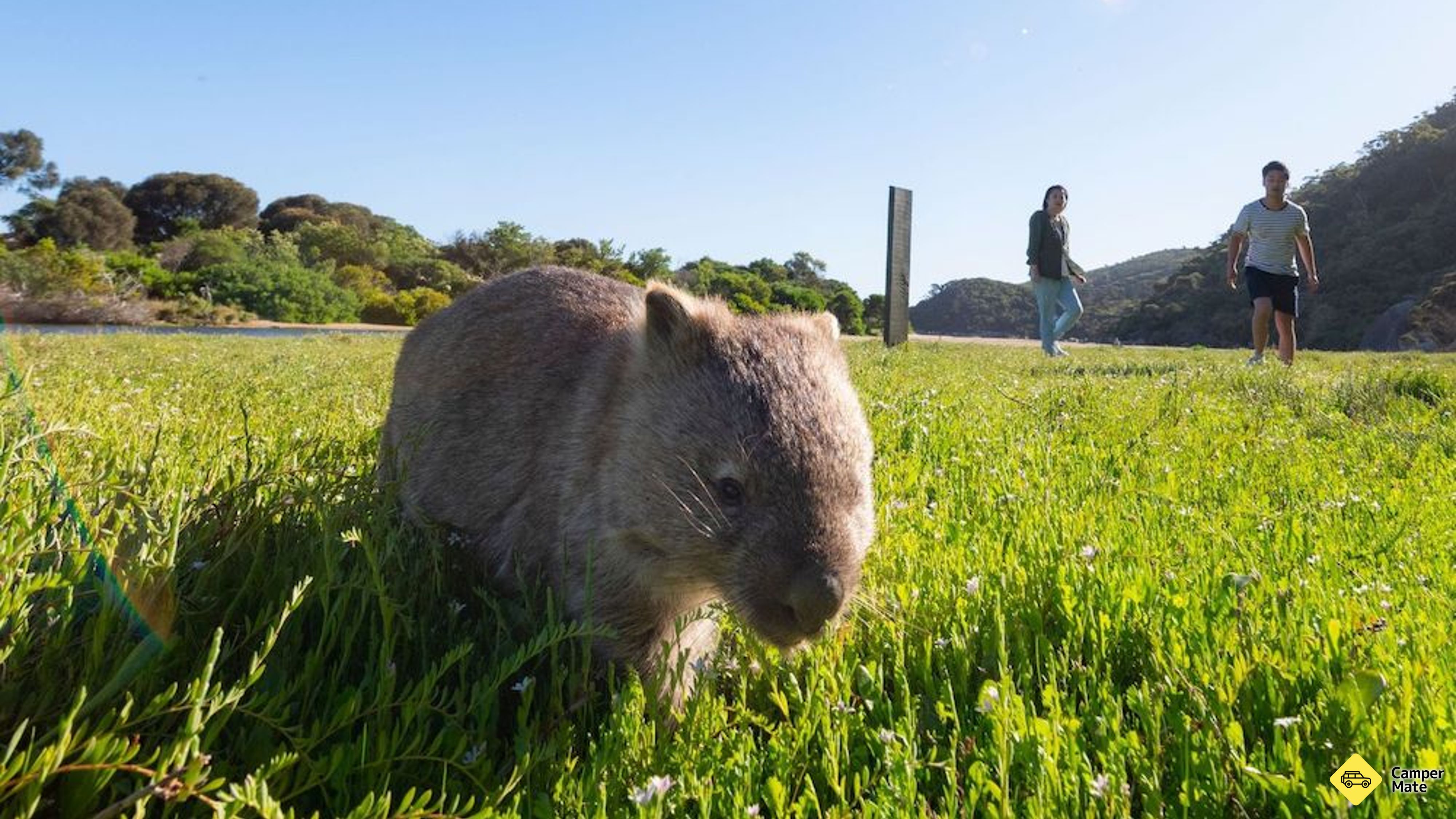 Wilsons Promontory Day Tour yakınlarında yapılacak şeyler