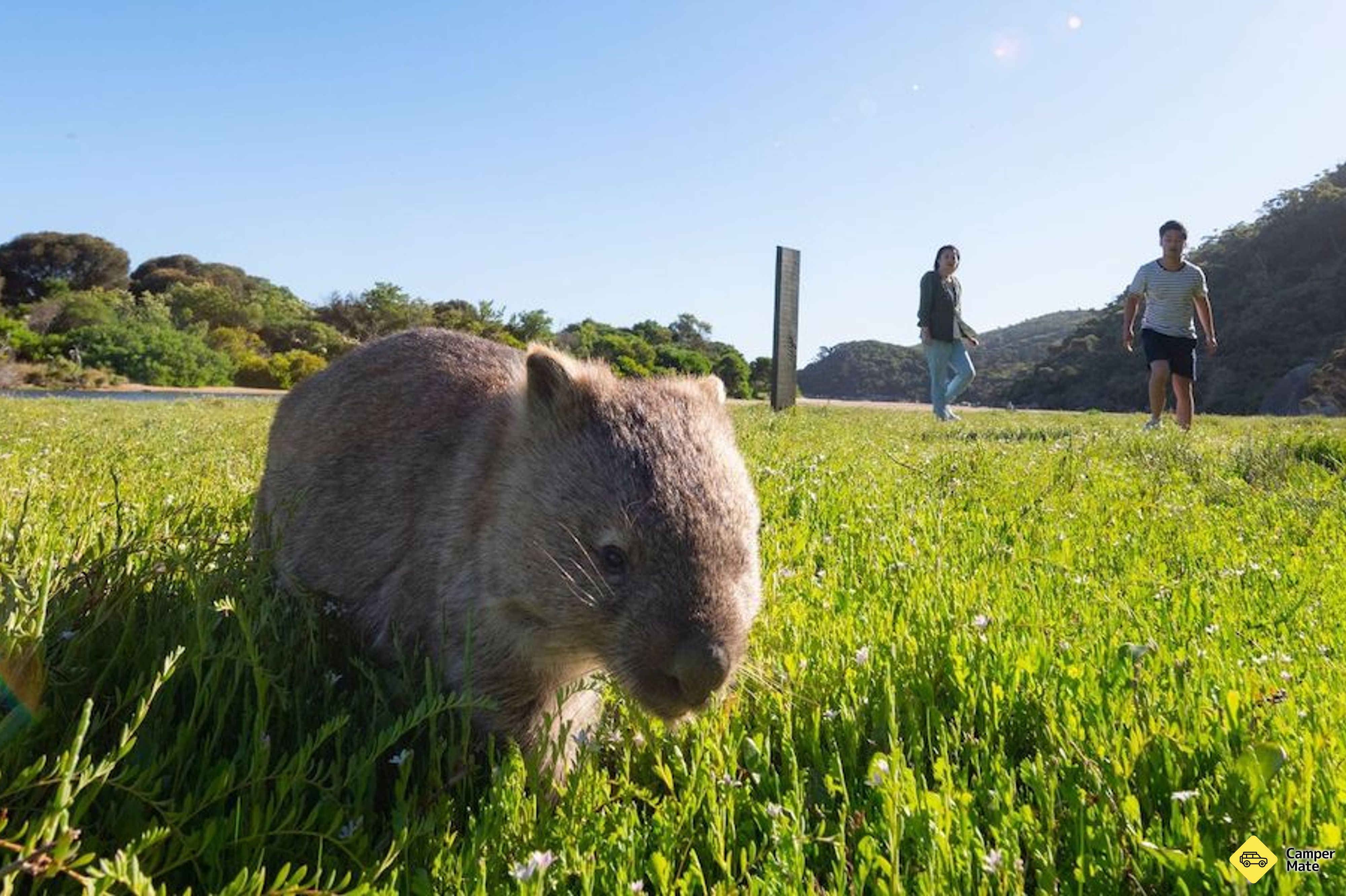 Wilsons Promontory Day Tour yakınlarında yapılacak şeyler
