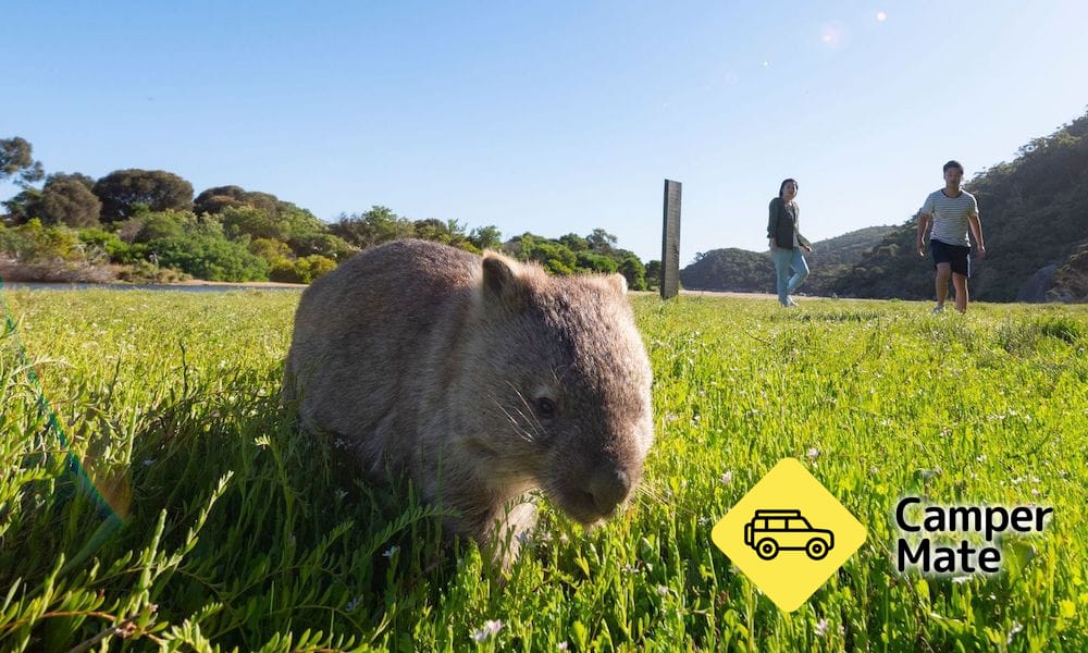 Wilsons Promontory Day Tour
