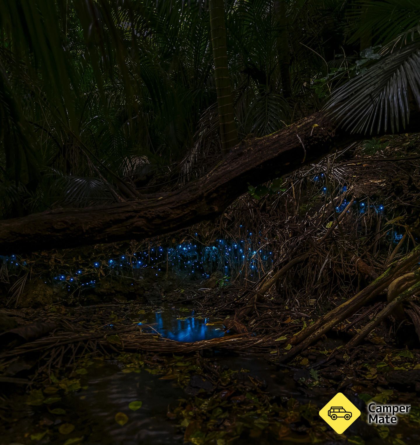 Auckland Glowworm Tour - Image 2