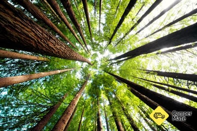 The Redwoods