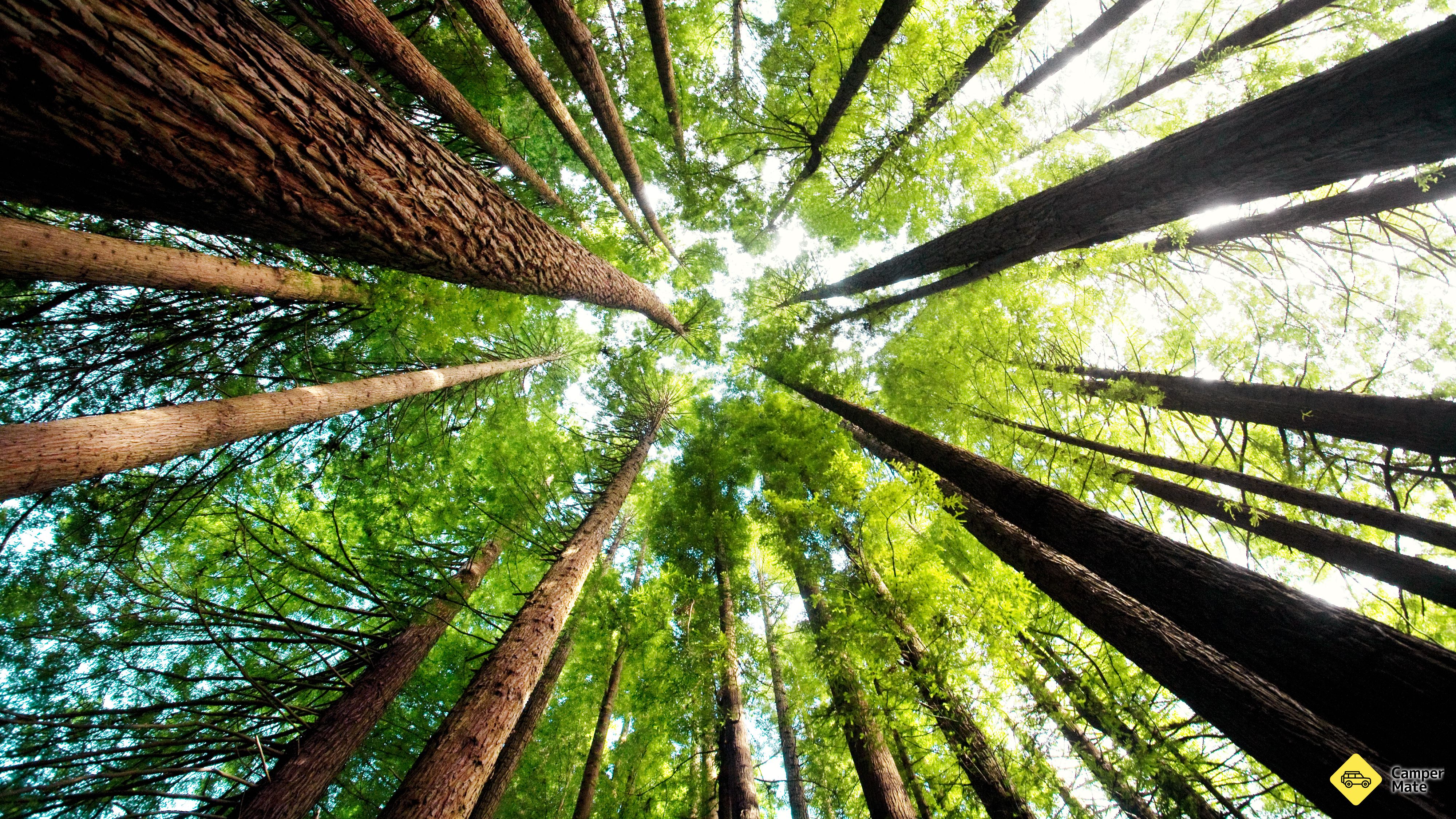 The Redwoods
