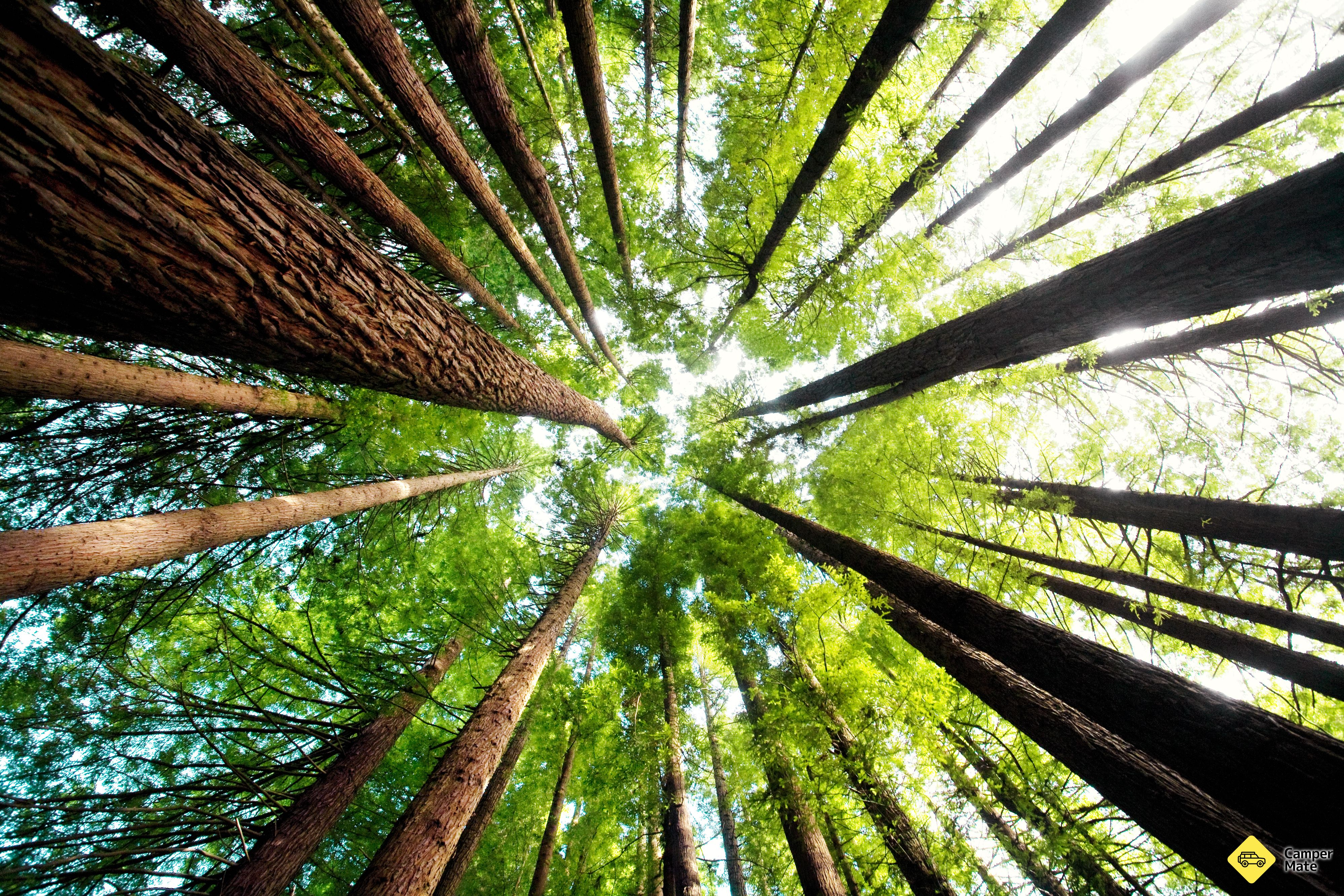 The Redwoods