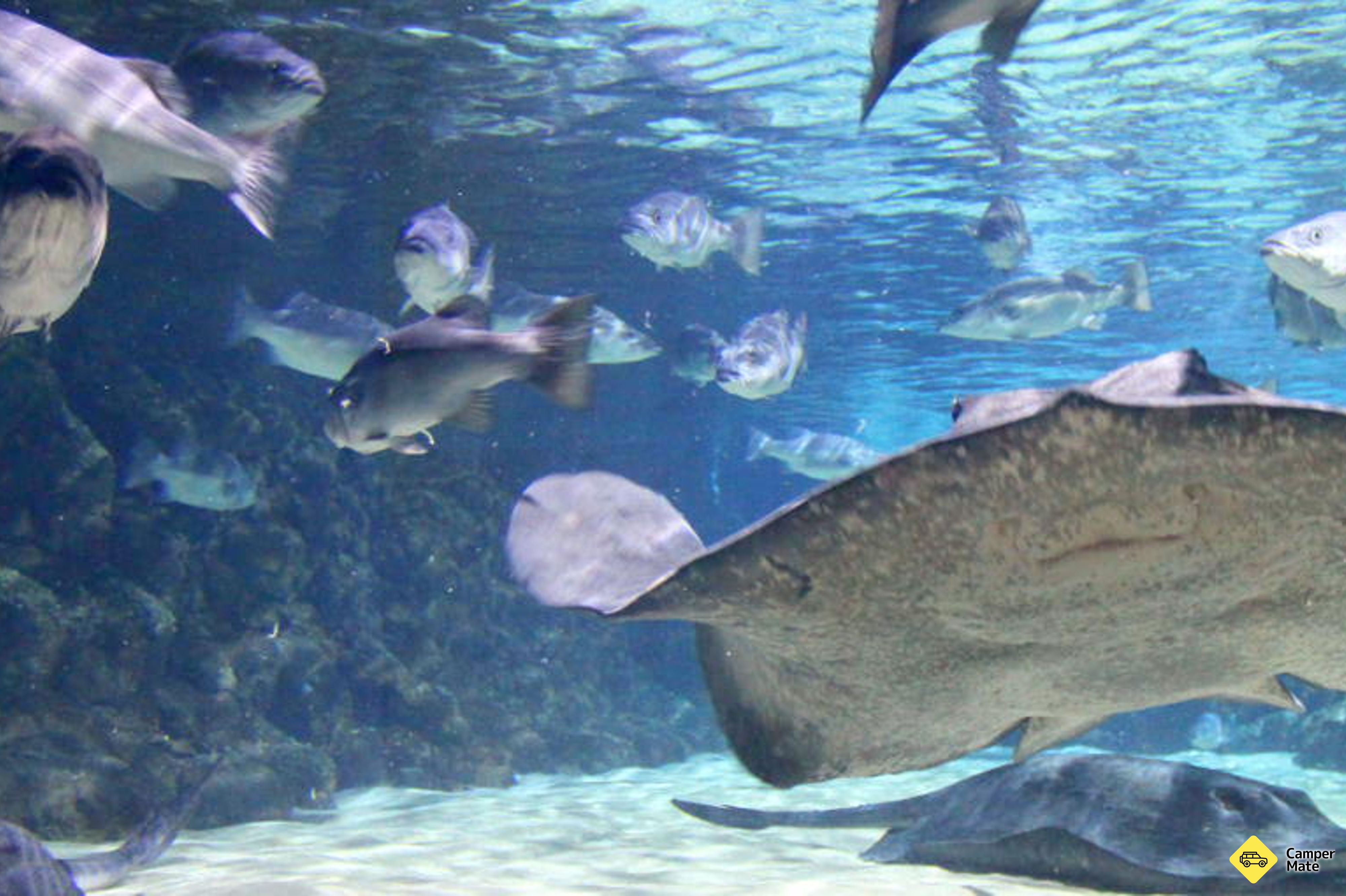 Tiện ích của Kelly Tarlton's Sea Life Aquarium - Image 2