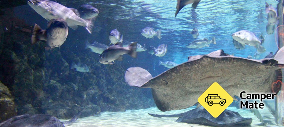 Kelly Tarlton's Sea Life Aquarium - Image 2