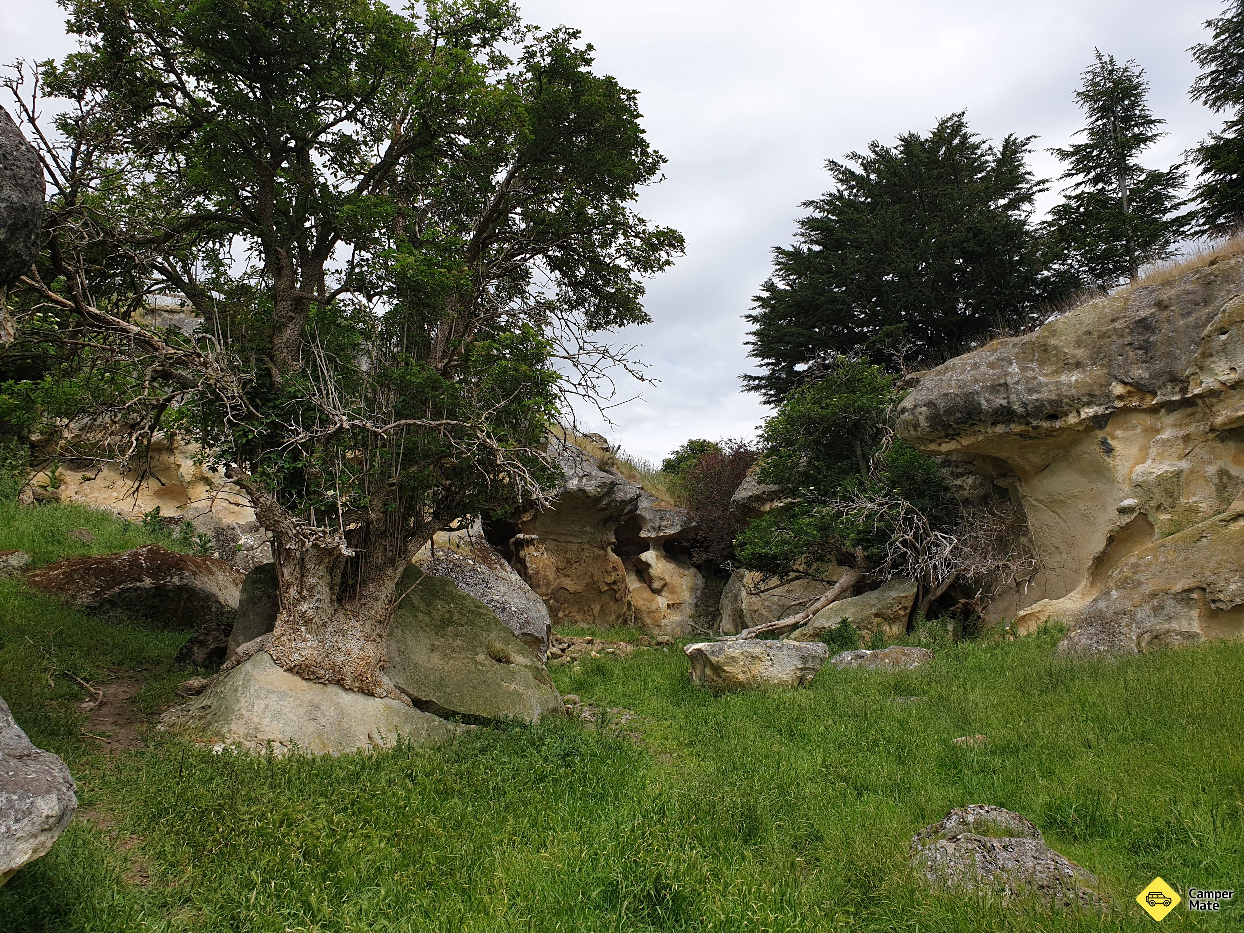 Anatini Fossil Site - Image 2