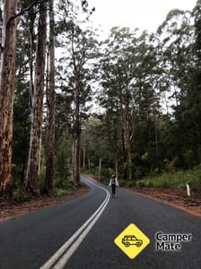 The Great Forest Trees Drive