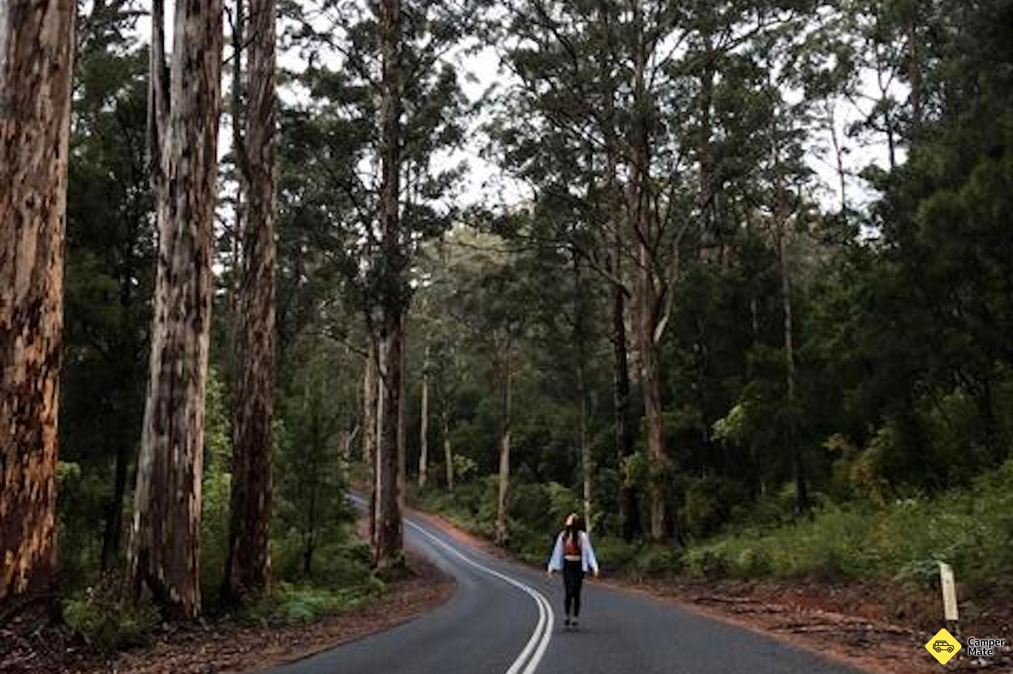 The Great Forest Trees Drive