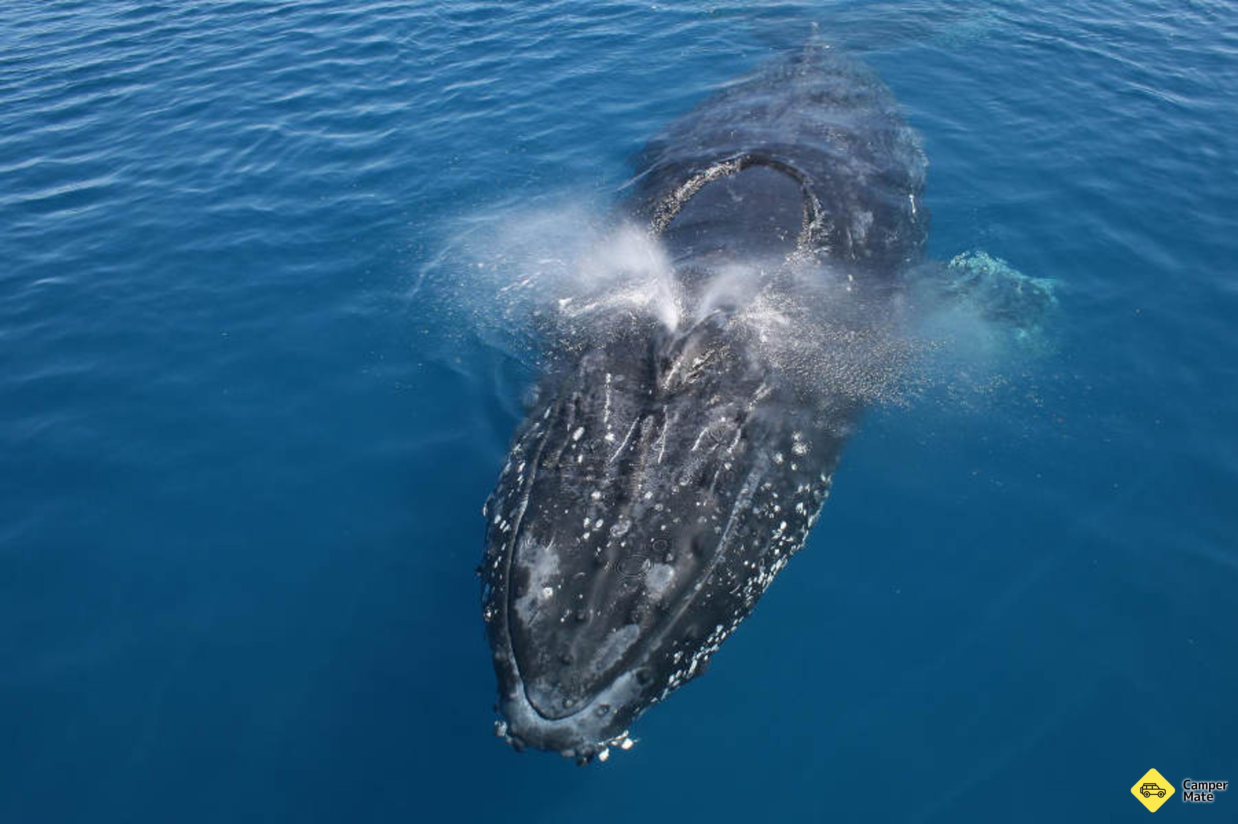 Whale Watching Adventure Cruise from Noosa - Image 3