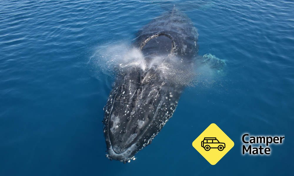 Whale Watching Adventure Cruise from Noosa - Image 3