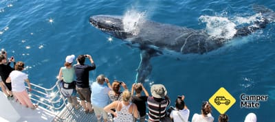 Hervey Bay Half Day Whale Watching Cruise