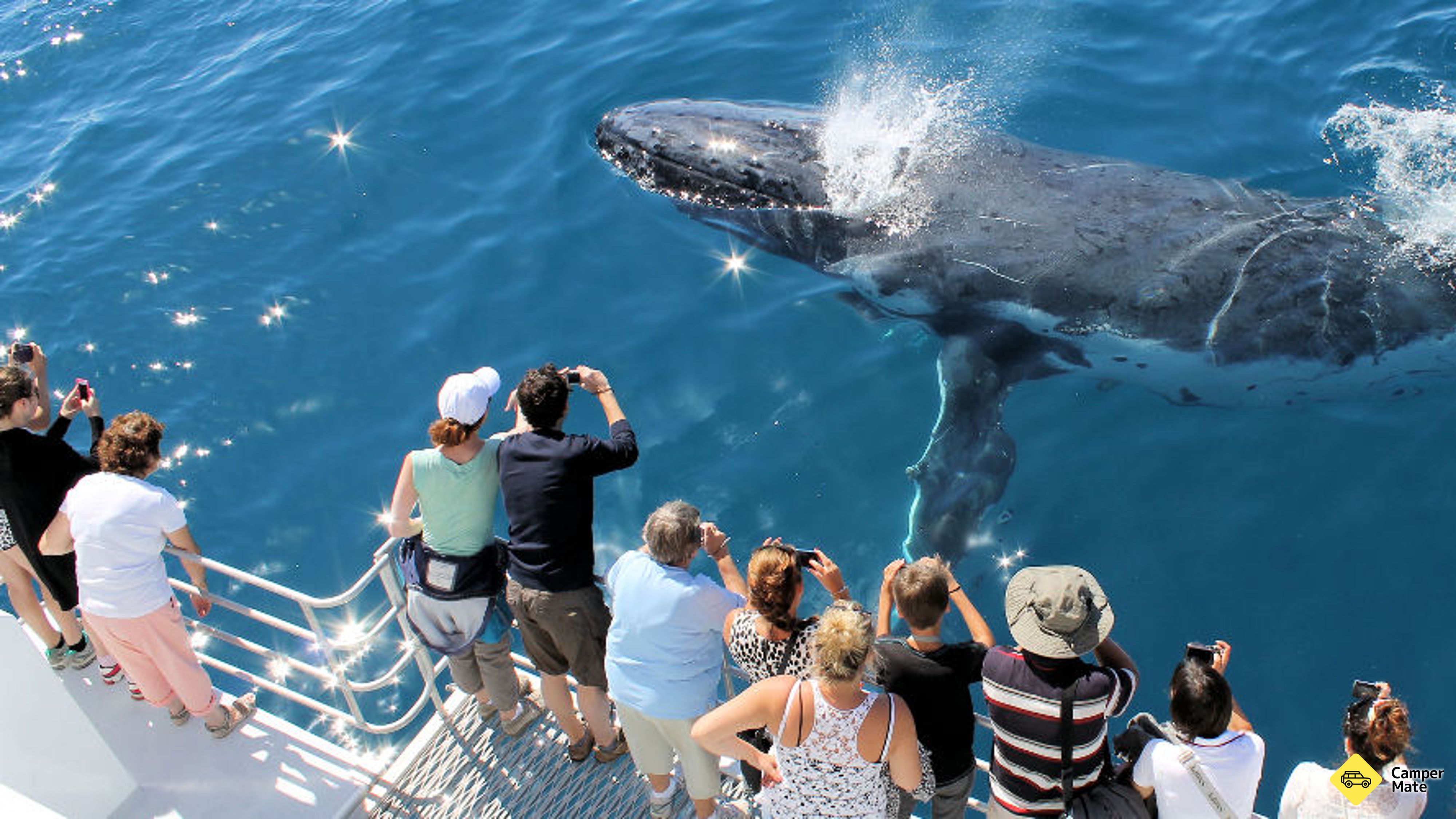 Hervey Bay Half Day Whale Watching Cruise yakınlarında yapılacak şeyler