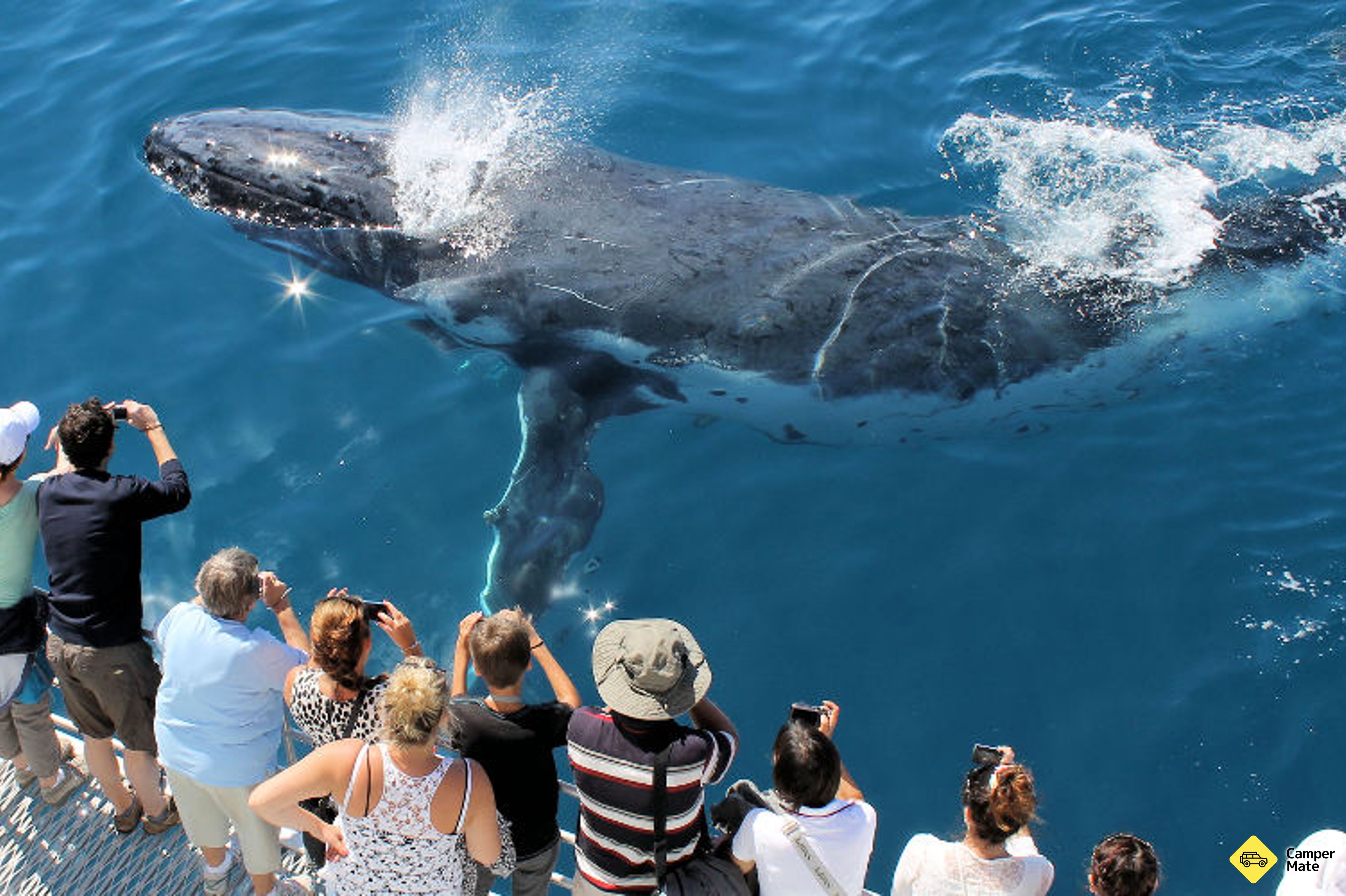 Hervey Bay Half Day Whale Watching Cruise yakınlarında yapılacak şeyler