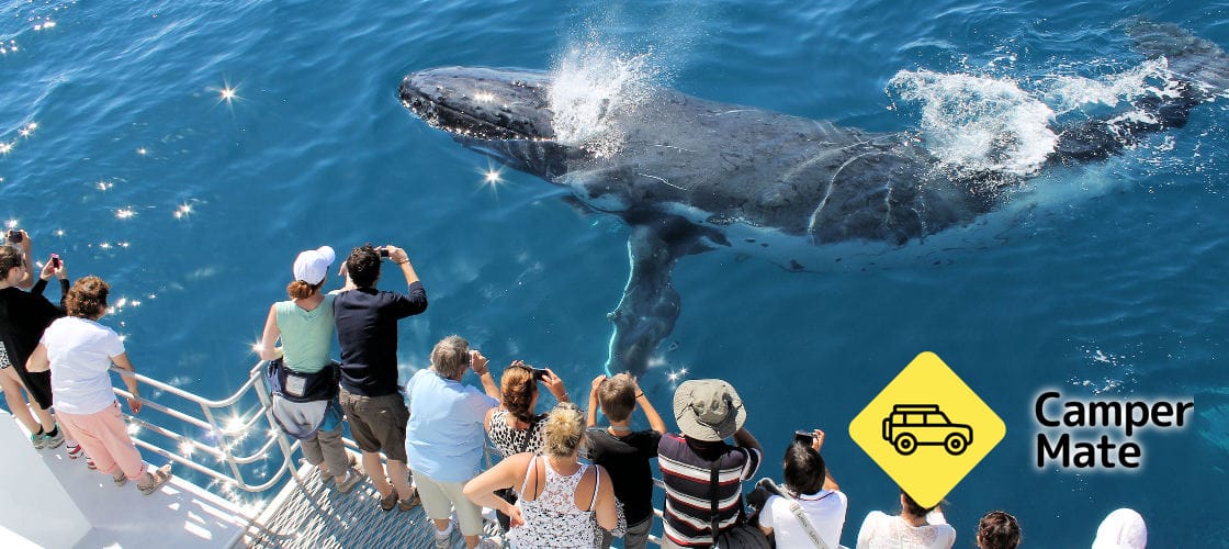 Hervey Bay Half Day Whale Watching Cruise