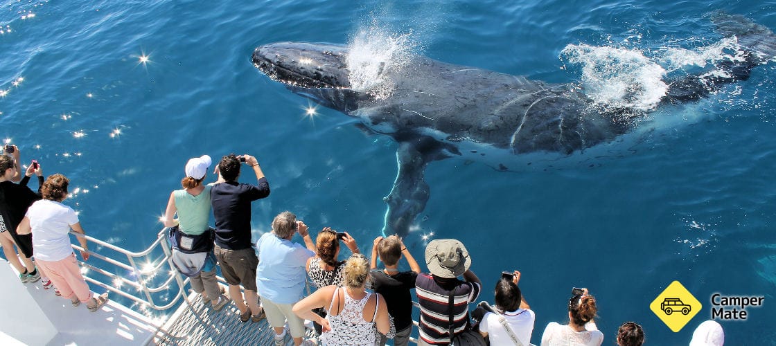 Hervey Bay Whale Cruise