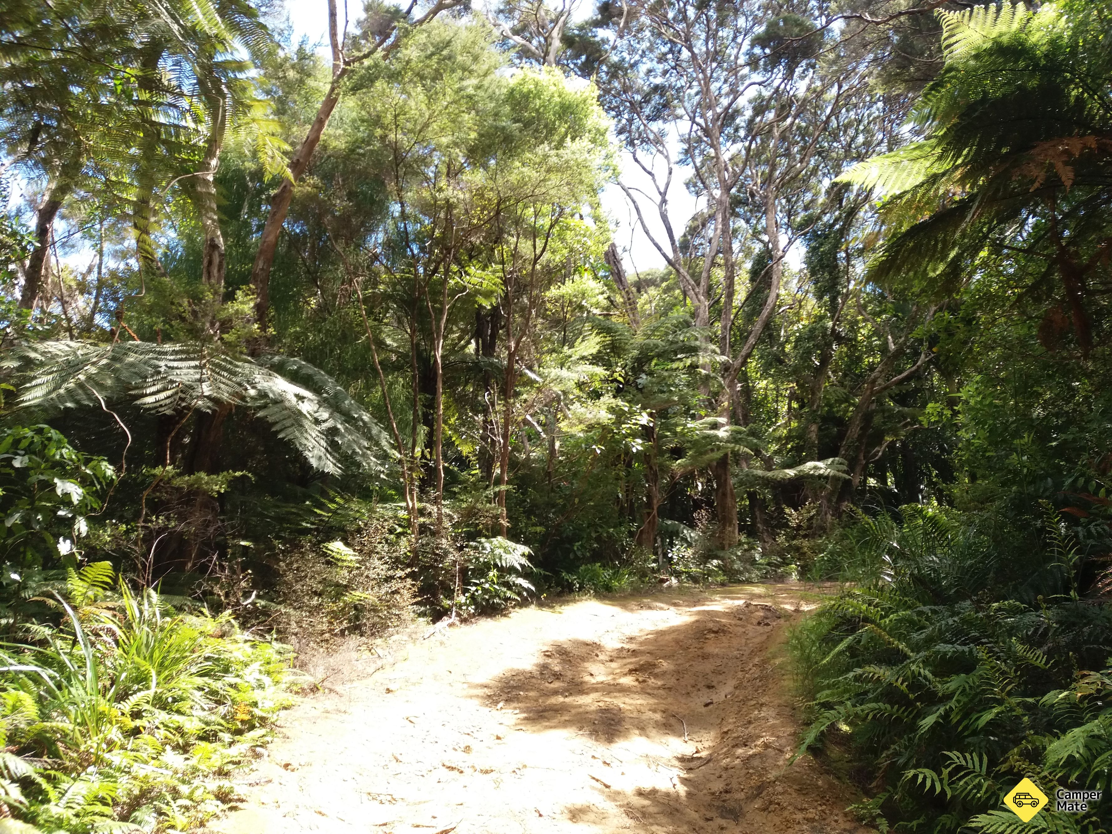 Wairakau Stream Track - Image 3