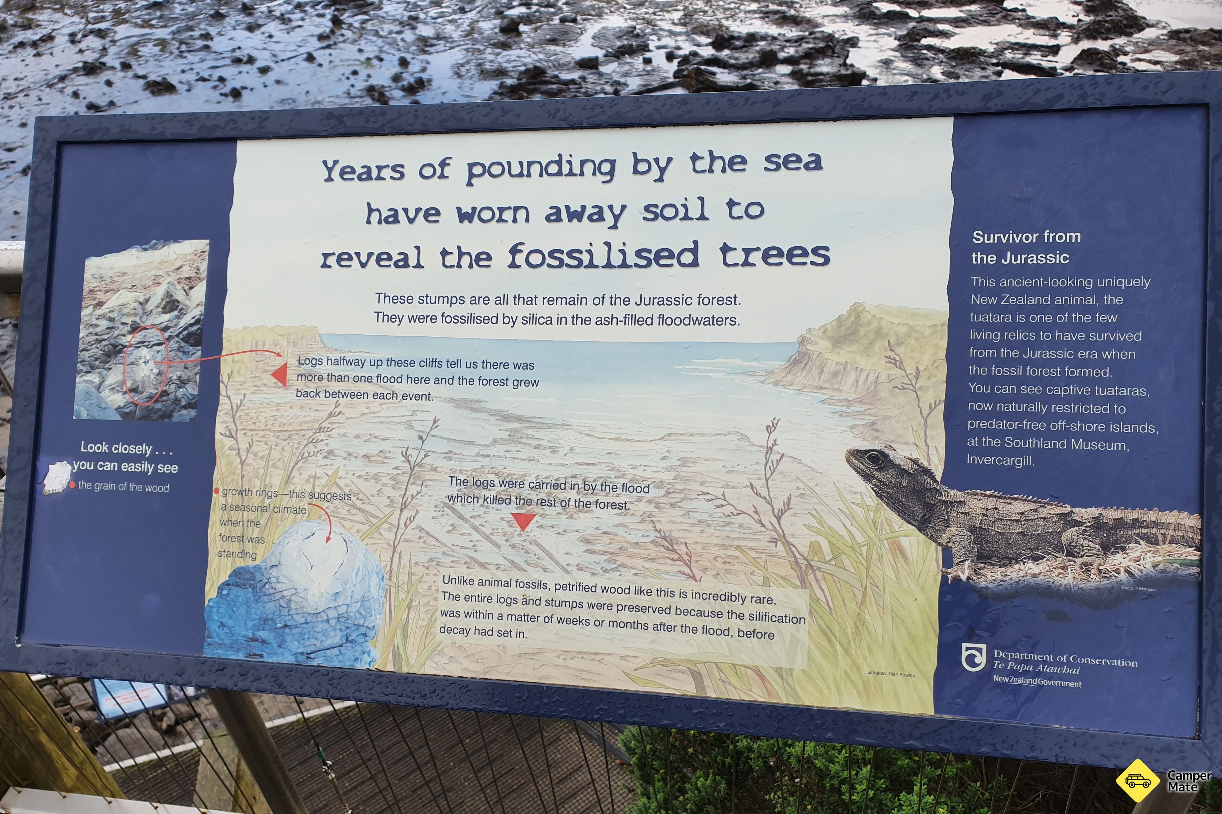 Petrified Forest and Penguin Walk - Image 3
