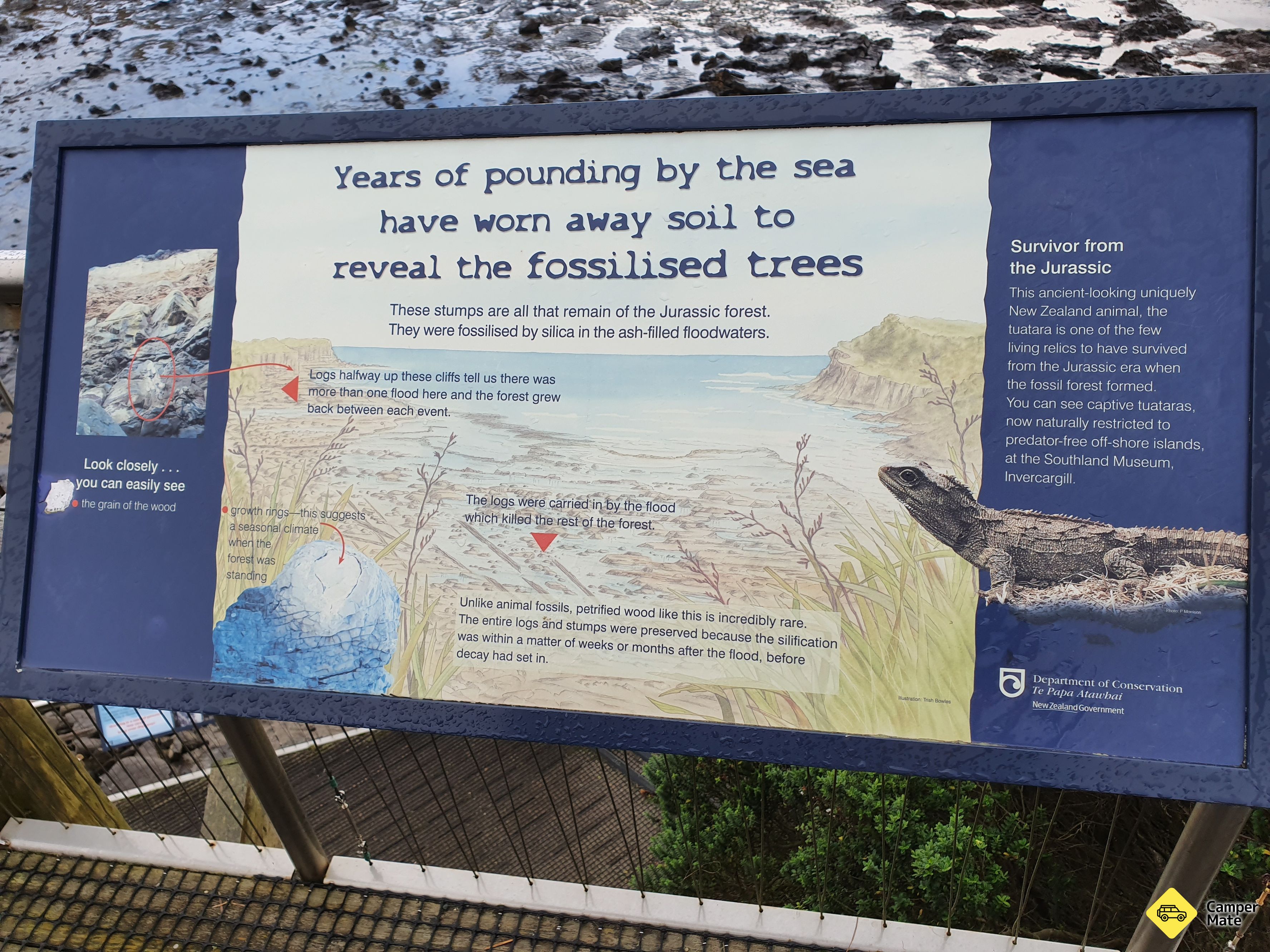 Petrified Forest and Penguin Walk - Image 3