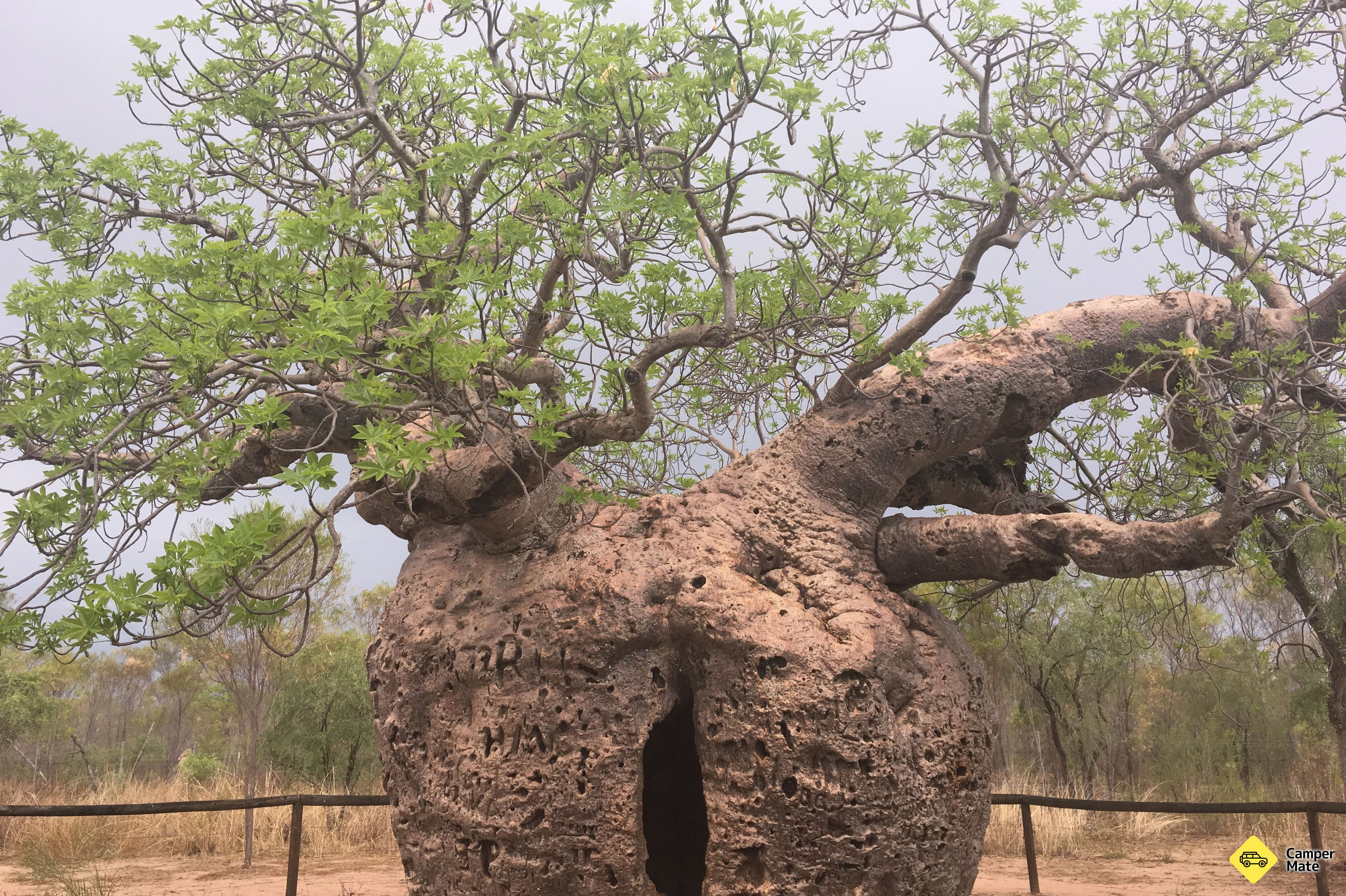 Boab Tree Roots Boab Prison Tree, Australia's North West, Western Australia, Australia ...