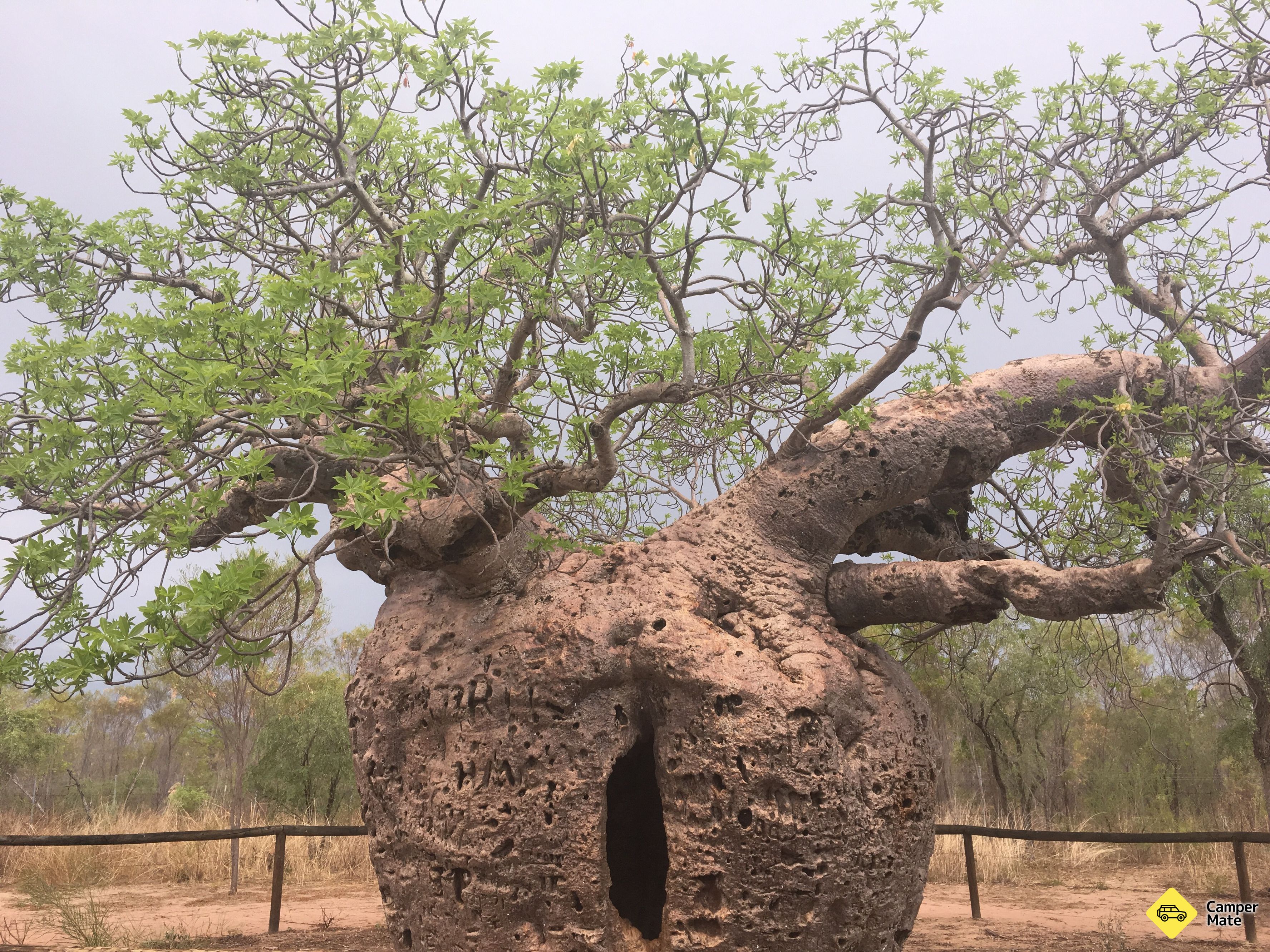 Boab Prison Tree - Image 2