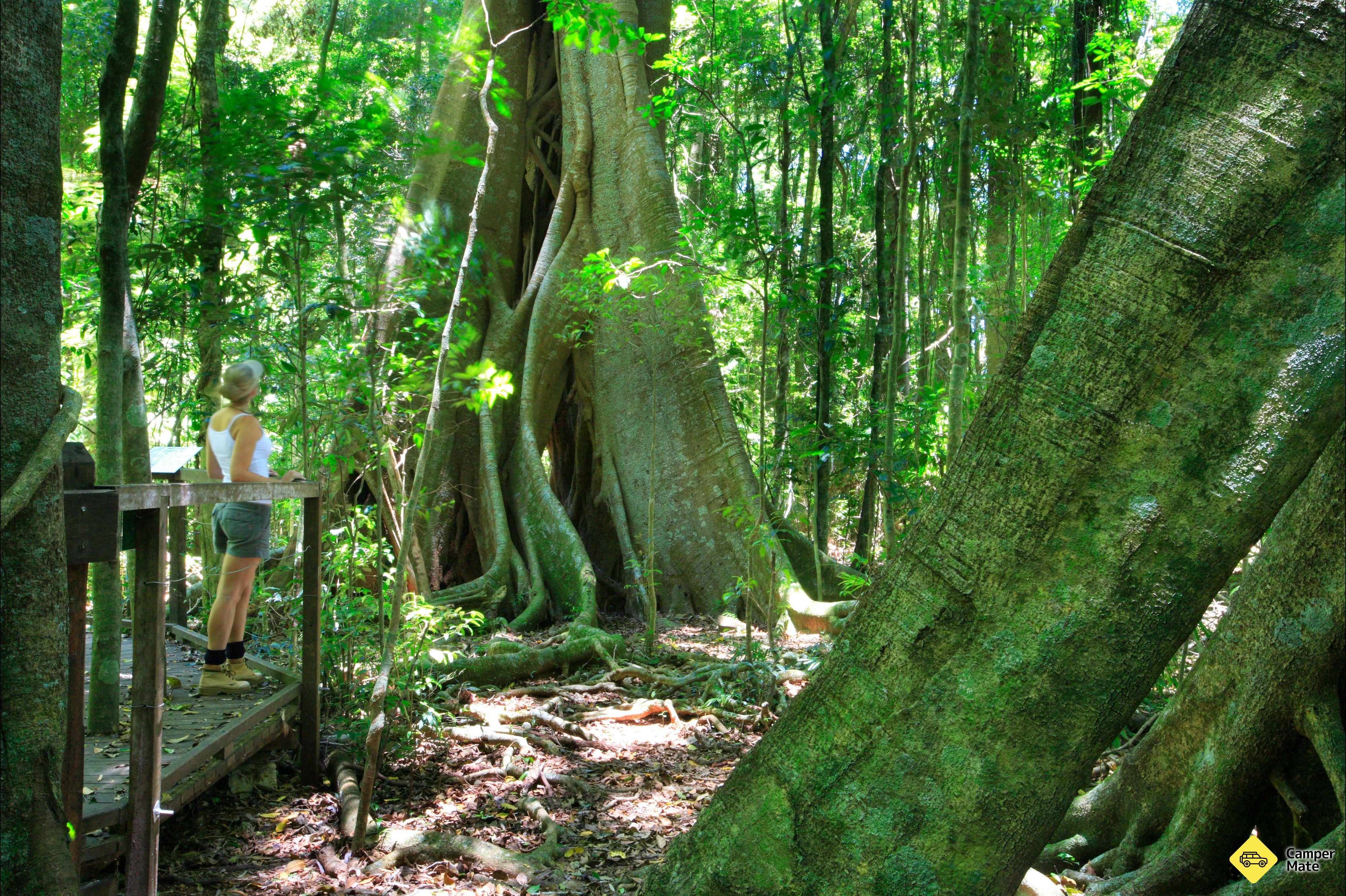 Mary Cairncross Scenic Reserve