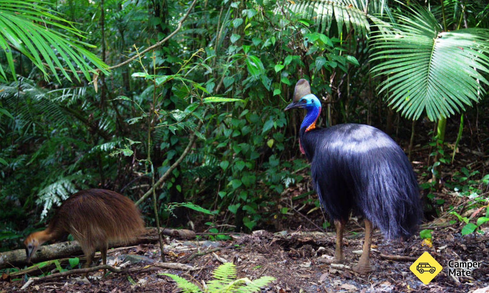 达因特里国家公园 (Daintree National Park) 的双冠鸟