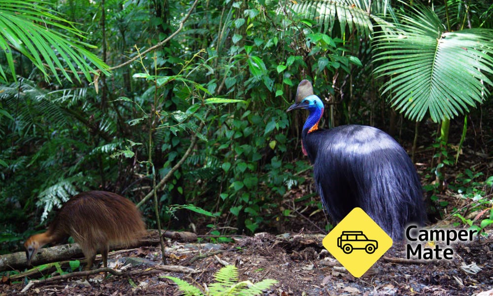 Aktivitäten in der Nähe von Cape Tribulation und Daintree Rainforest - Image 2