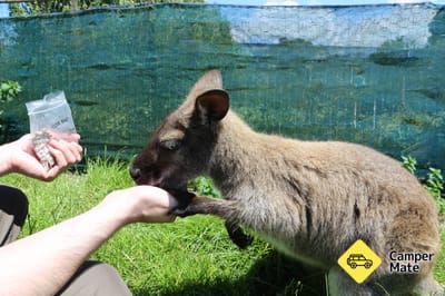 EnkleDooVery Korna Wallaby Park