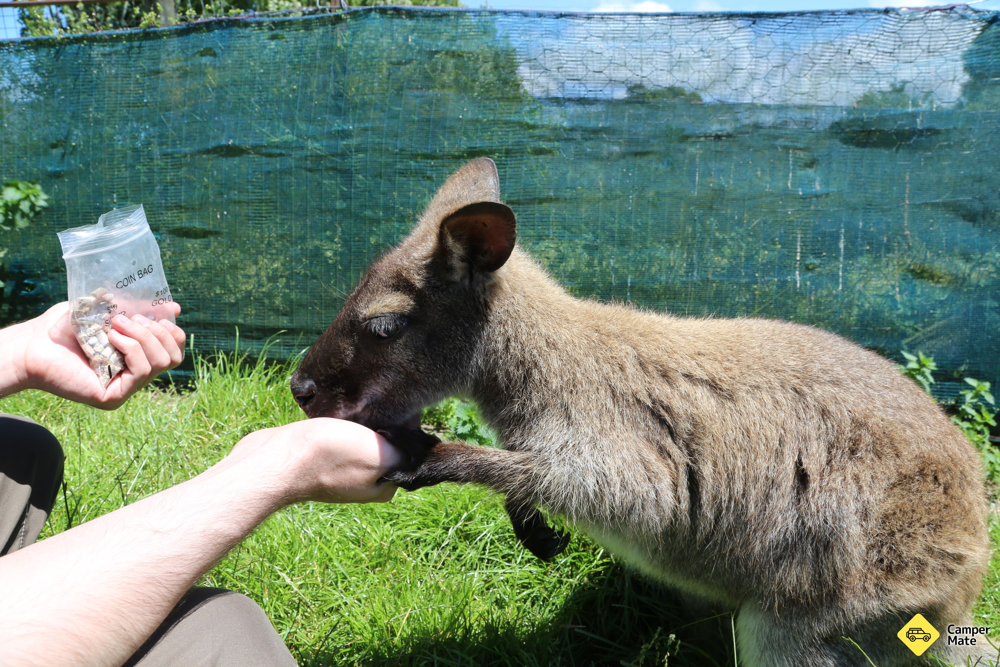 Randonnée à Korna Wallaby Park