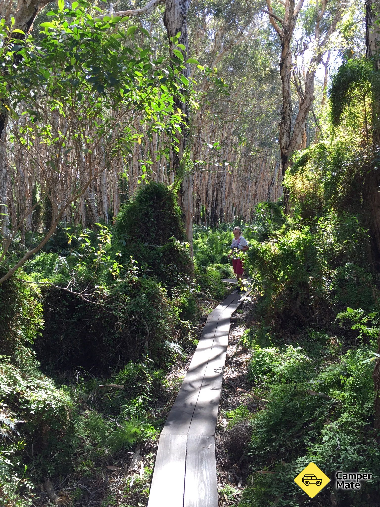 Paperbark Forest Boardwalk - Image 3