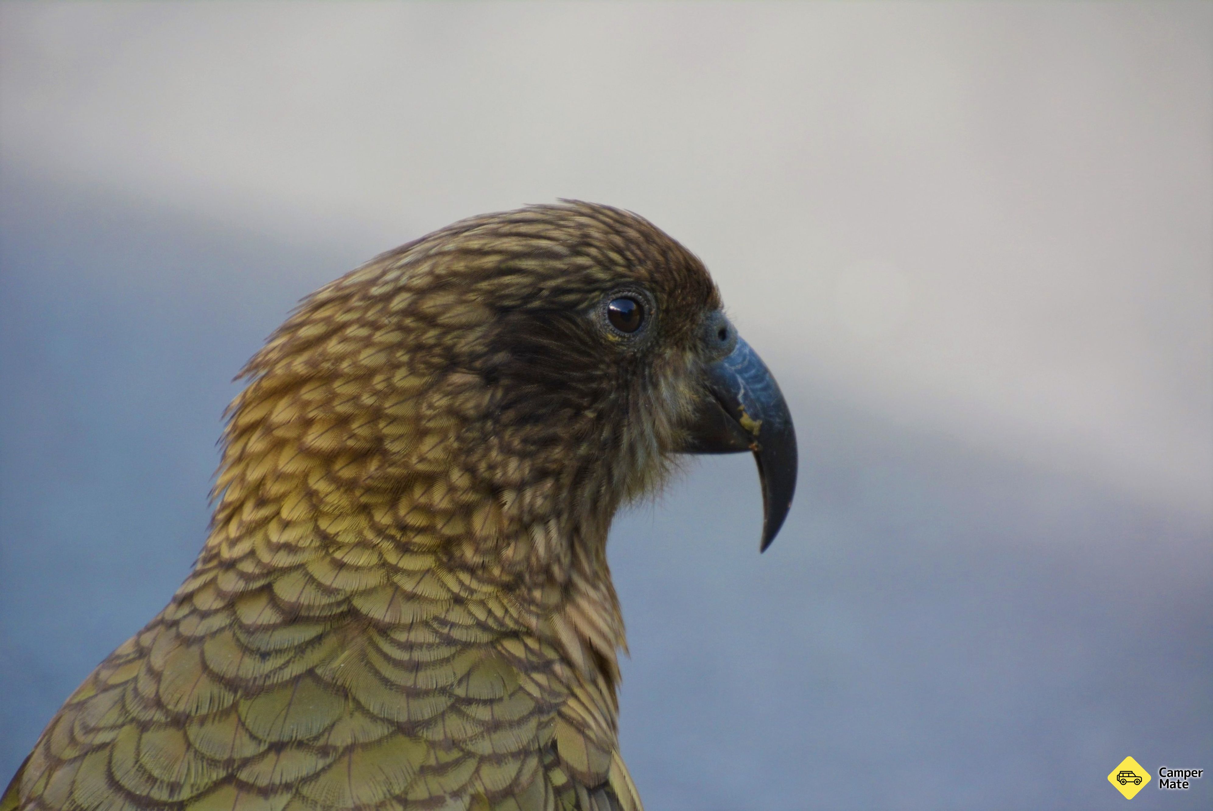 Kea Point spor - Image 3