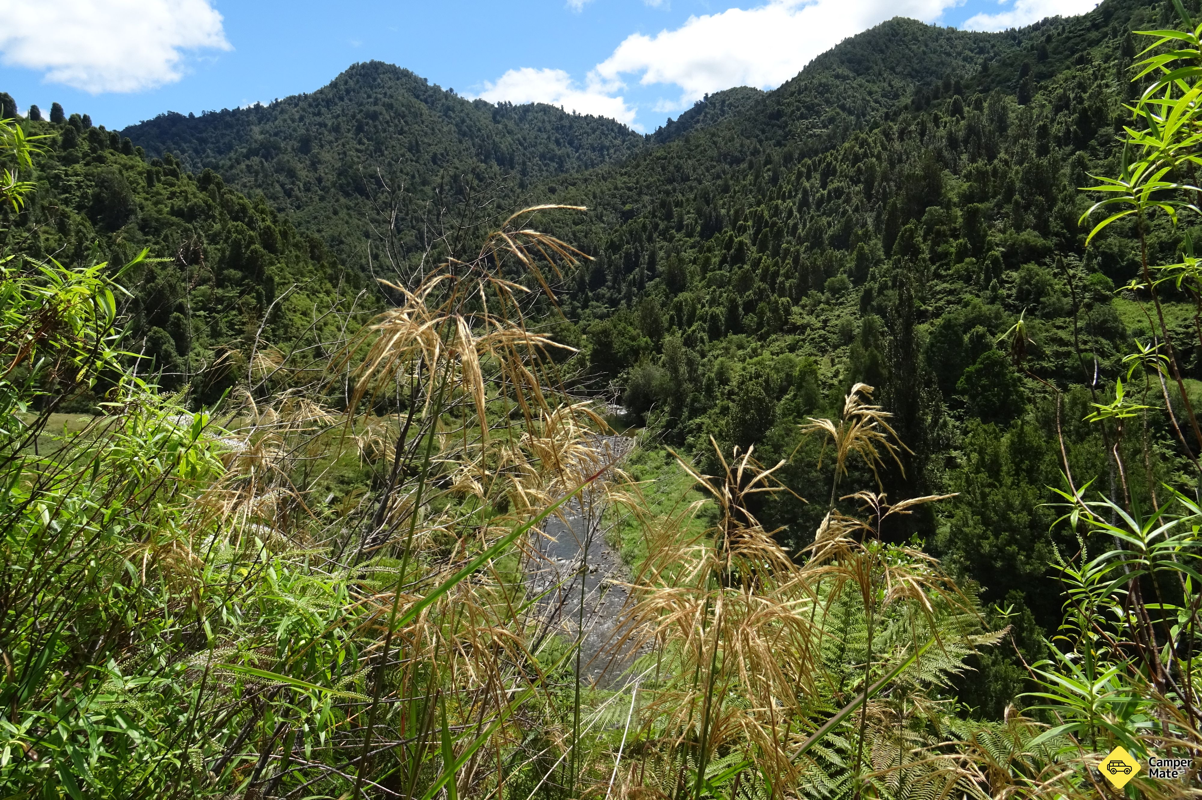 Tauranga Loop Track - Image 2