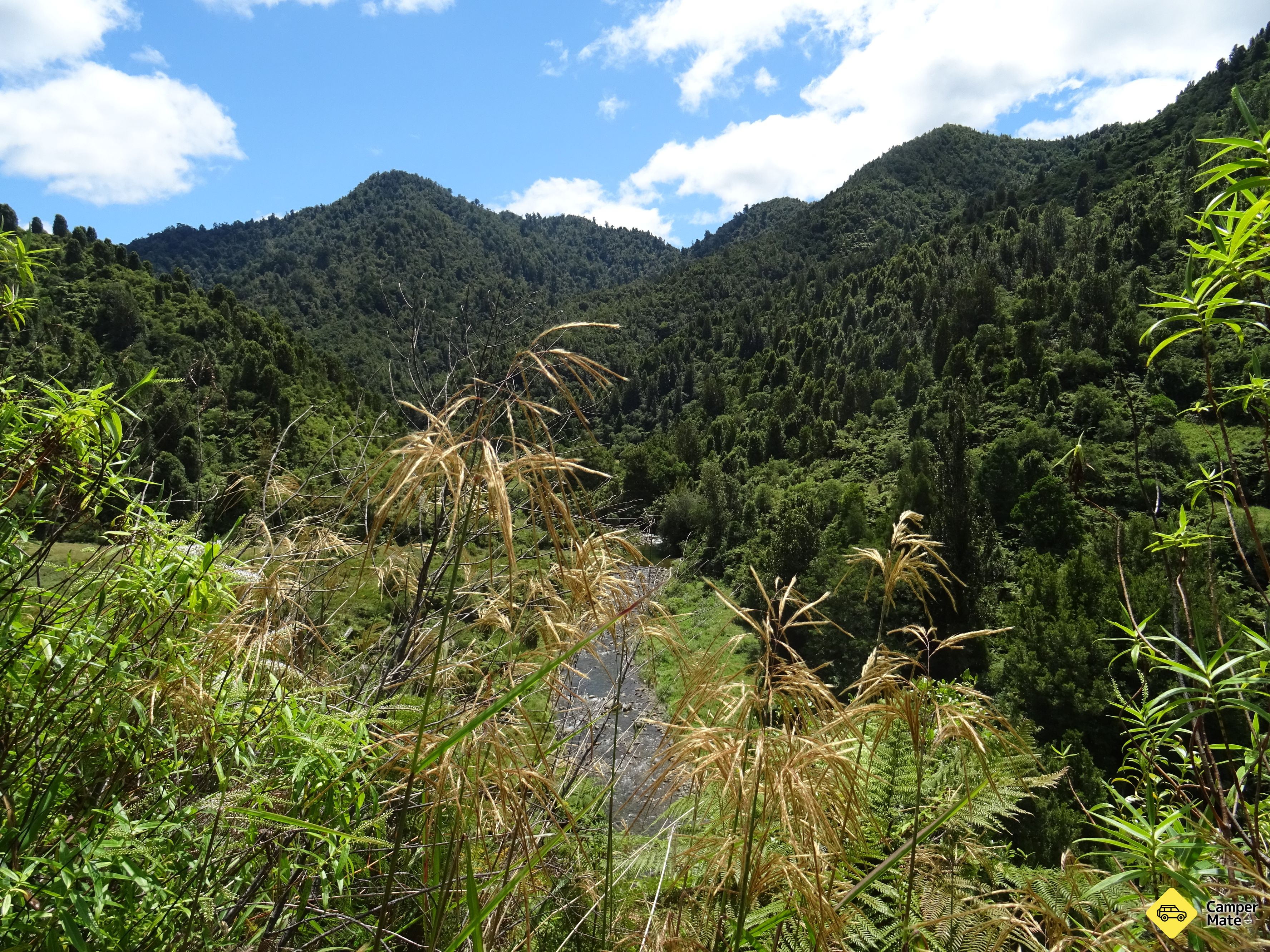 Tauranga Loop Track - Image 2
