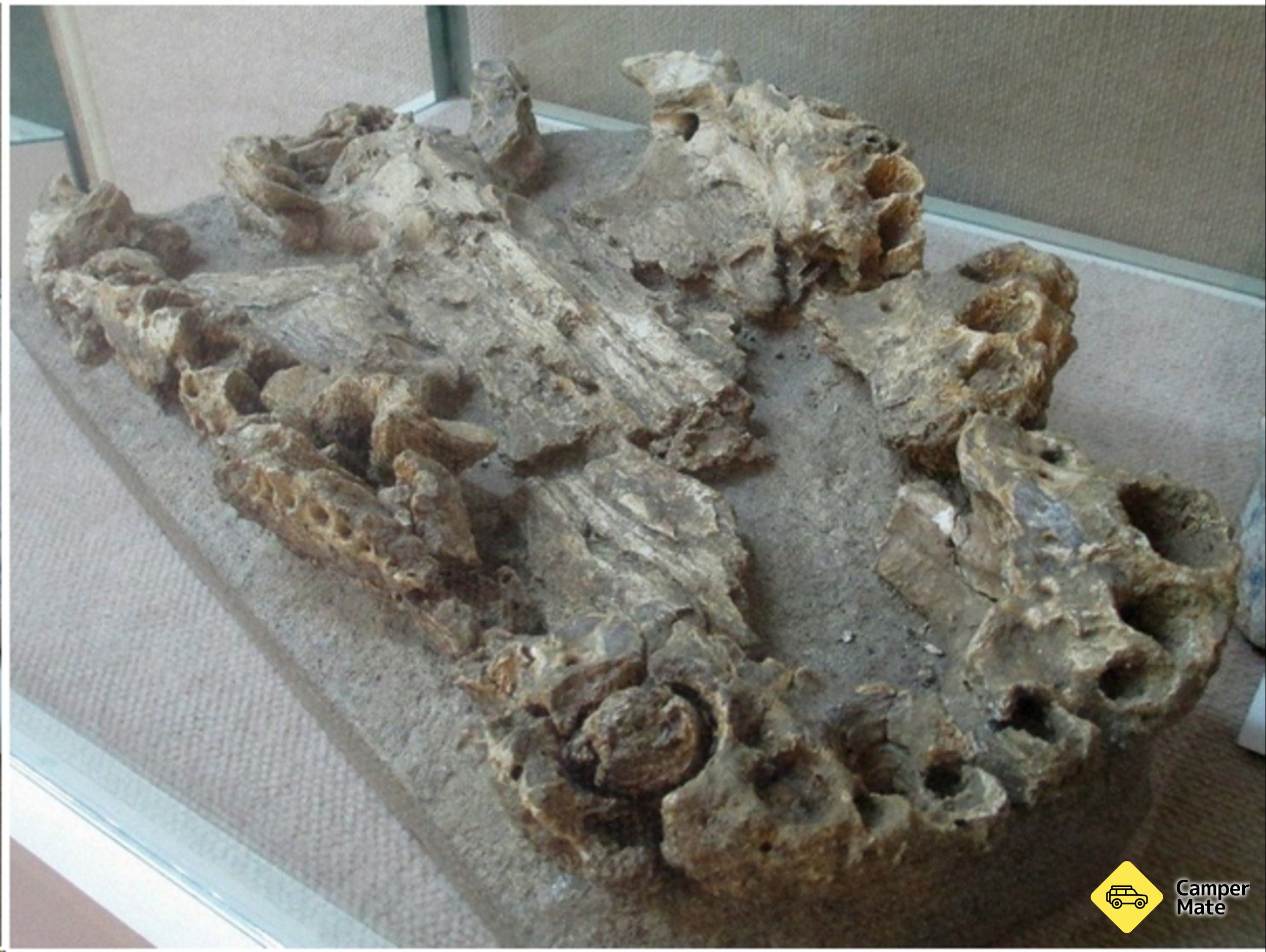 Pioneer Valley Museum 근처 오락거리