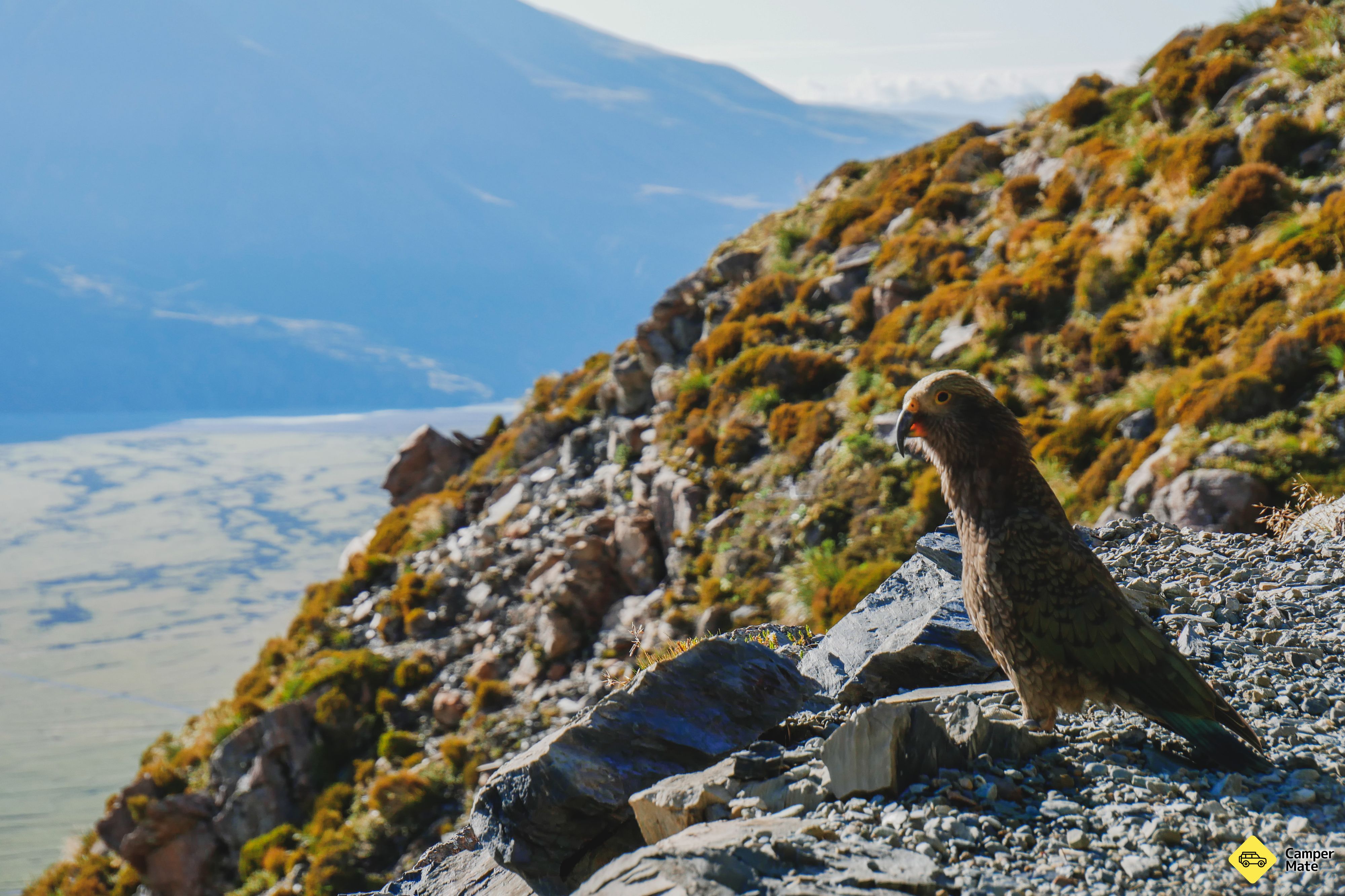 Sealy Tarns Viewpoint - Image 2