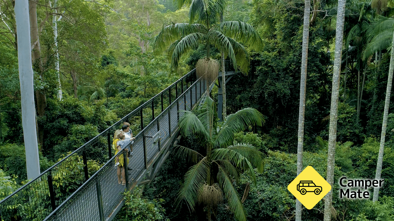 Tamborine Rainforest Skywalk - Image 2