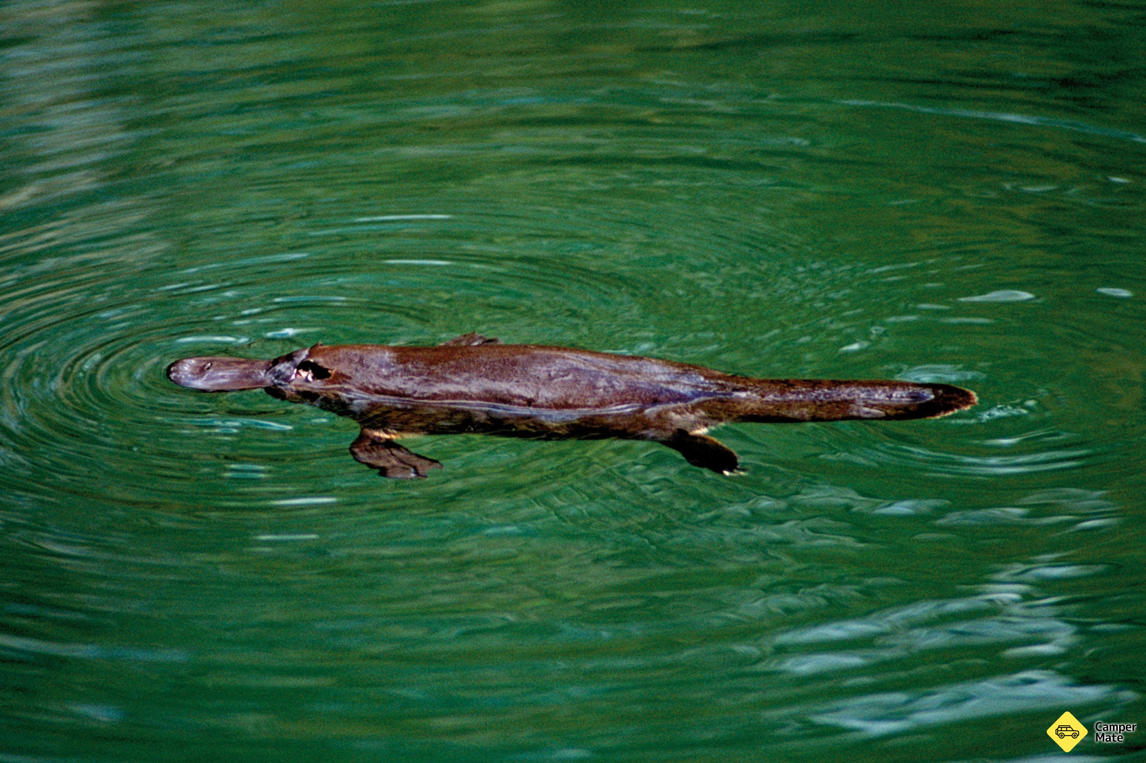 Platypus Viewpoint - Image 3