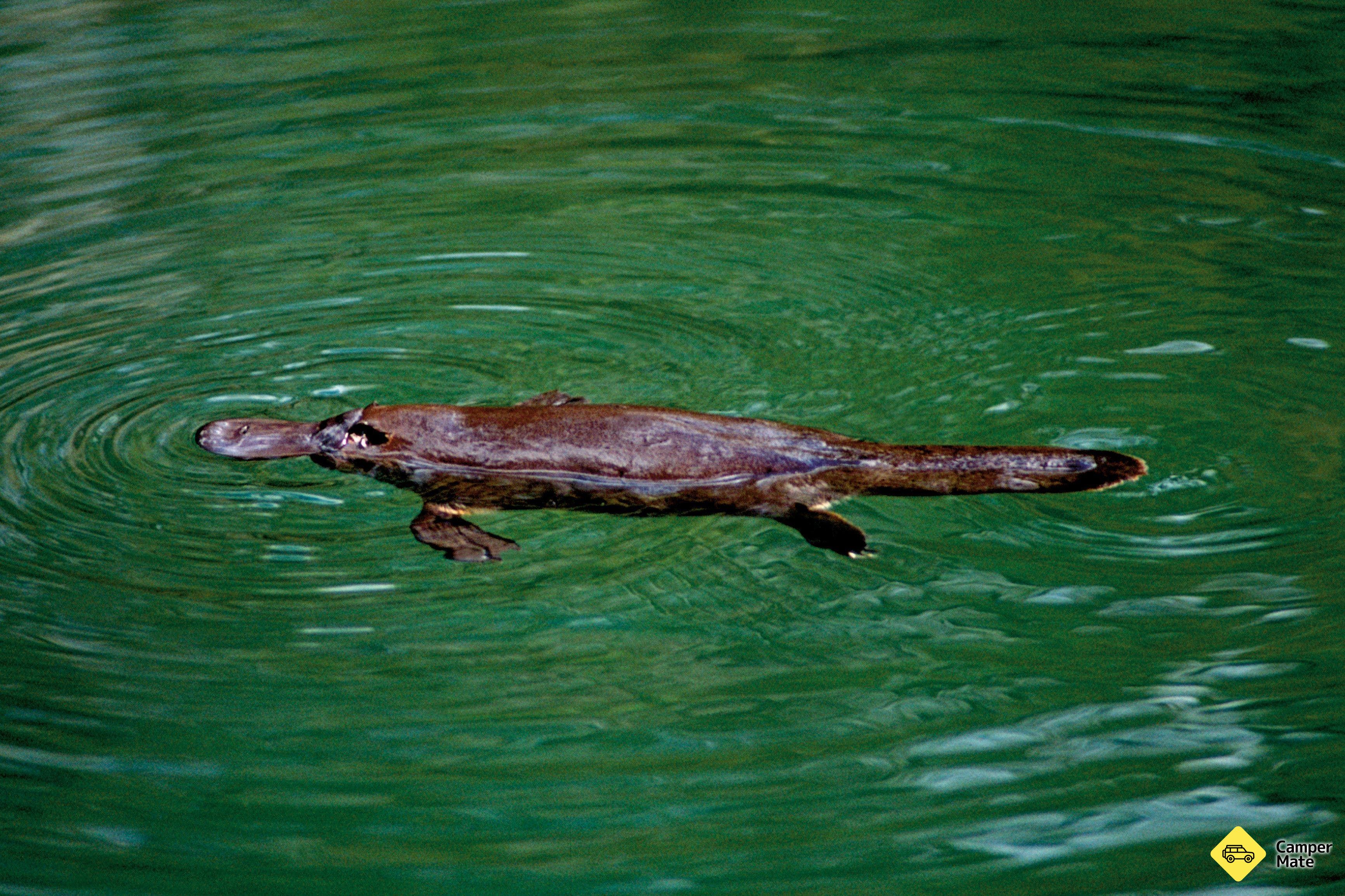 Platypus Viewpoint - Image 3