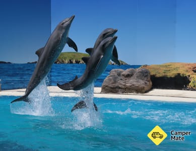 Dolphin Marine Magic