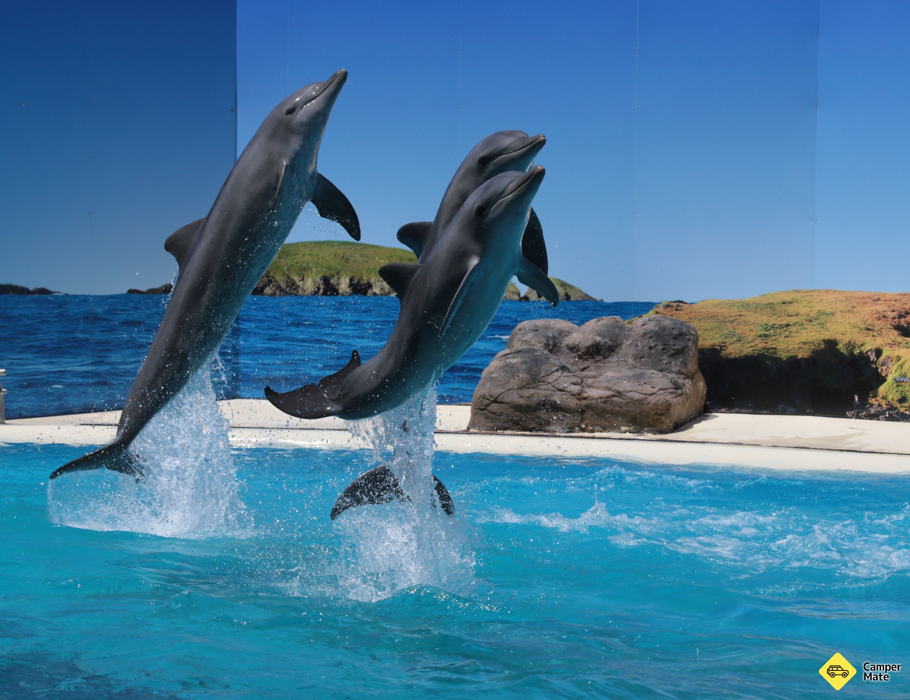 Dolphin Marine Magic