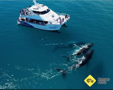 Whalesong Cruises Hervey Bay