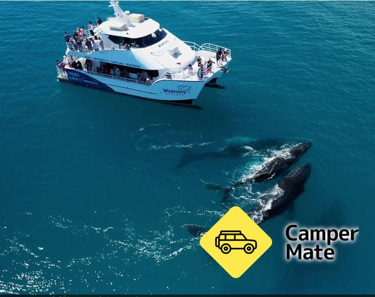 Whalesong Cruises Hervey Bay