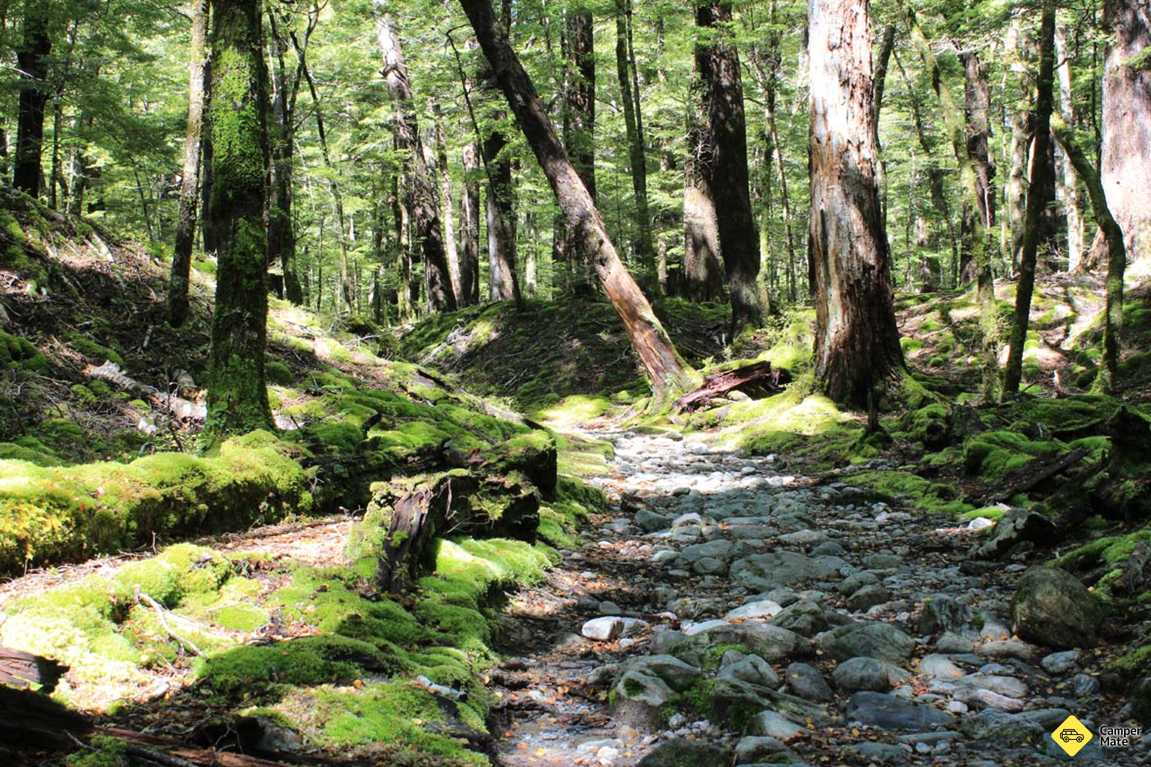 Sylvan Campsite - Image 3