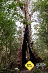 Giant Tingle Tree