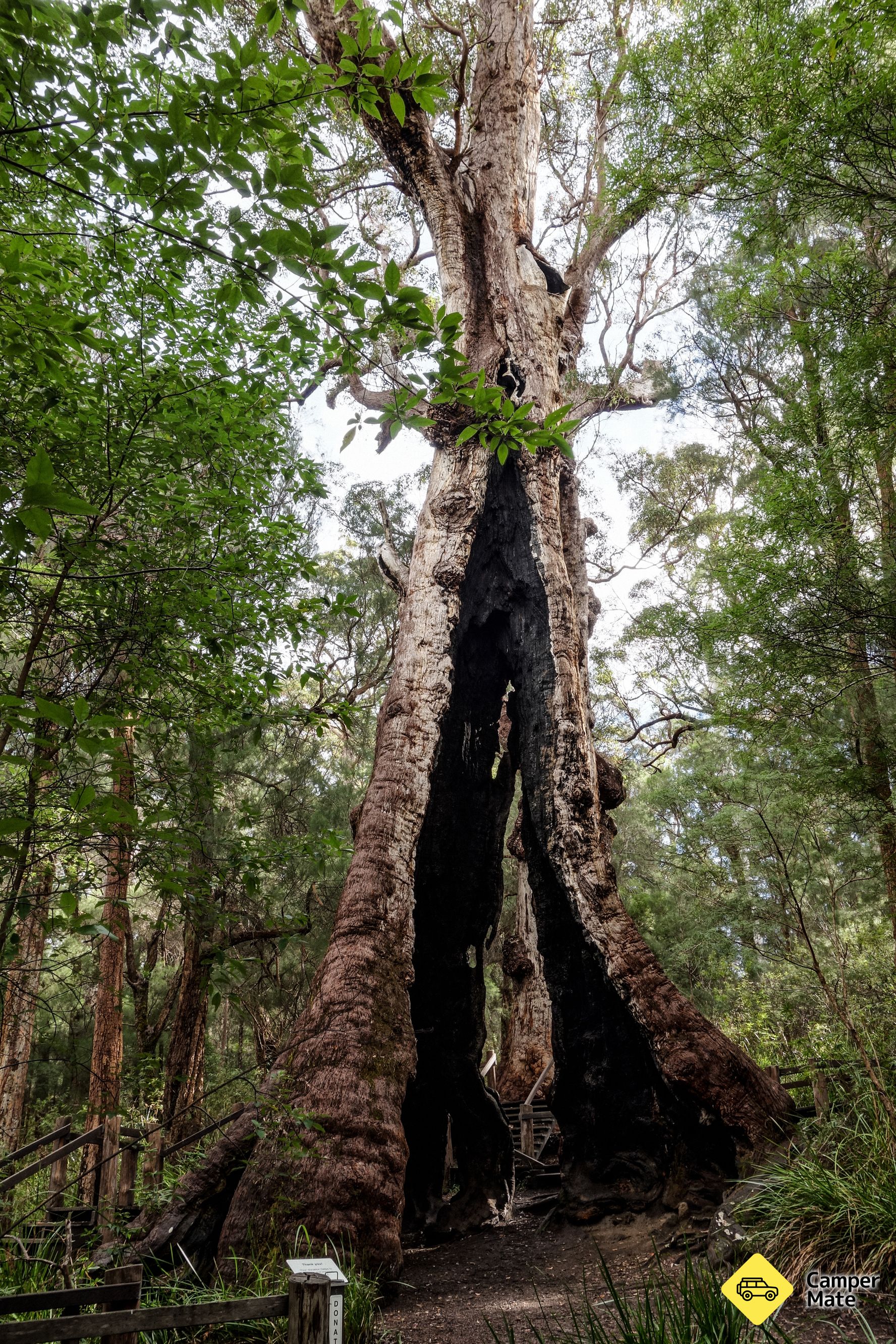 Giant Tingle Tree