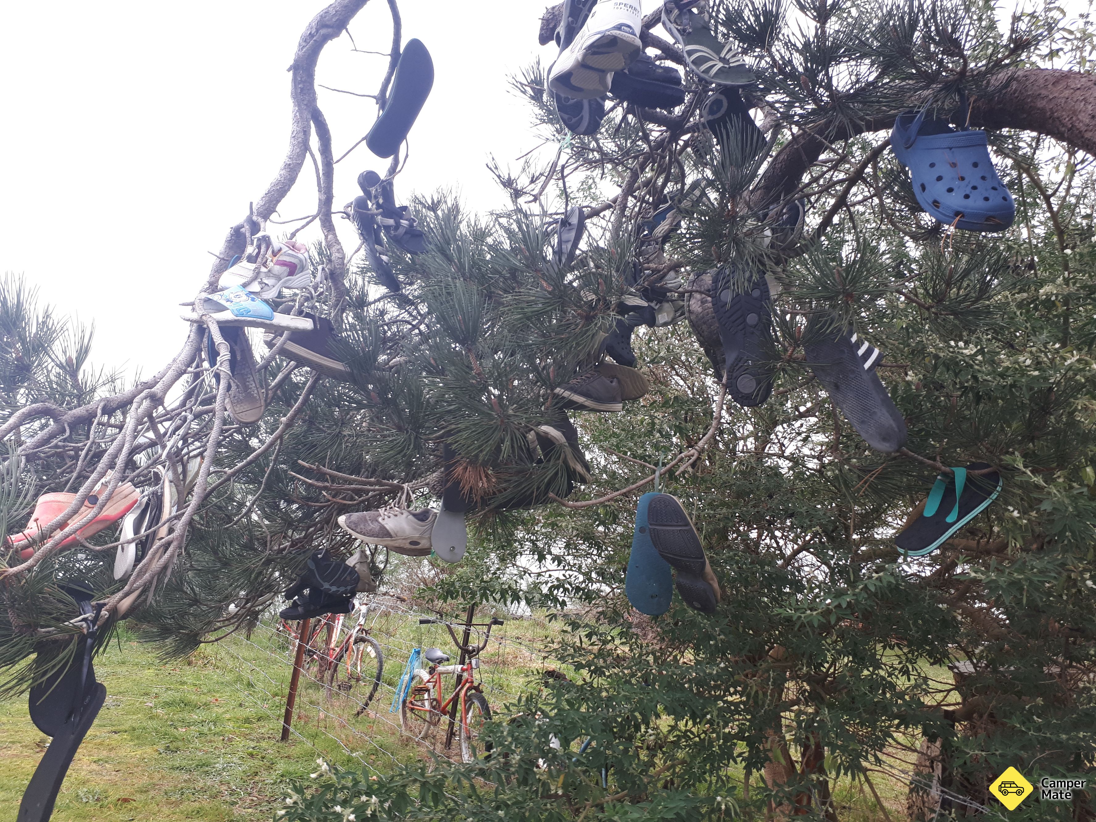 Shoe Tree - Image 3
