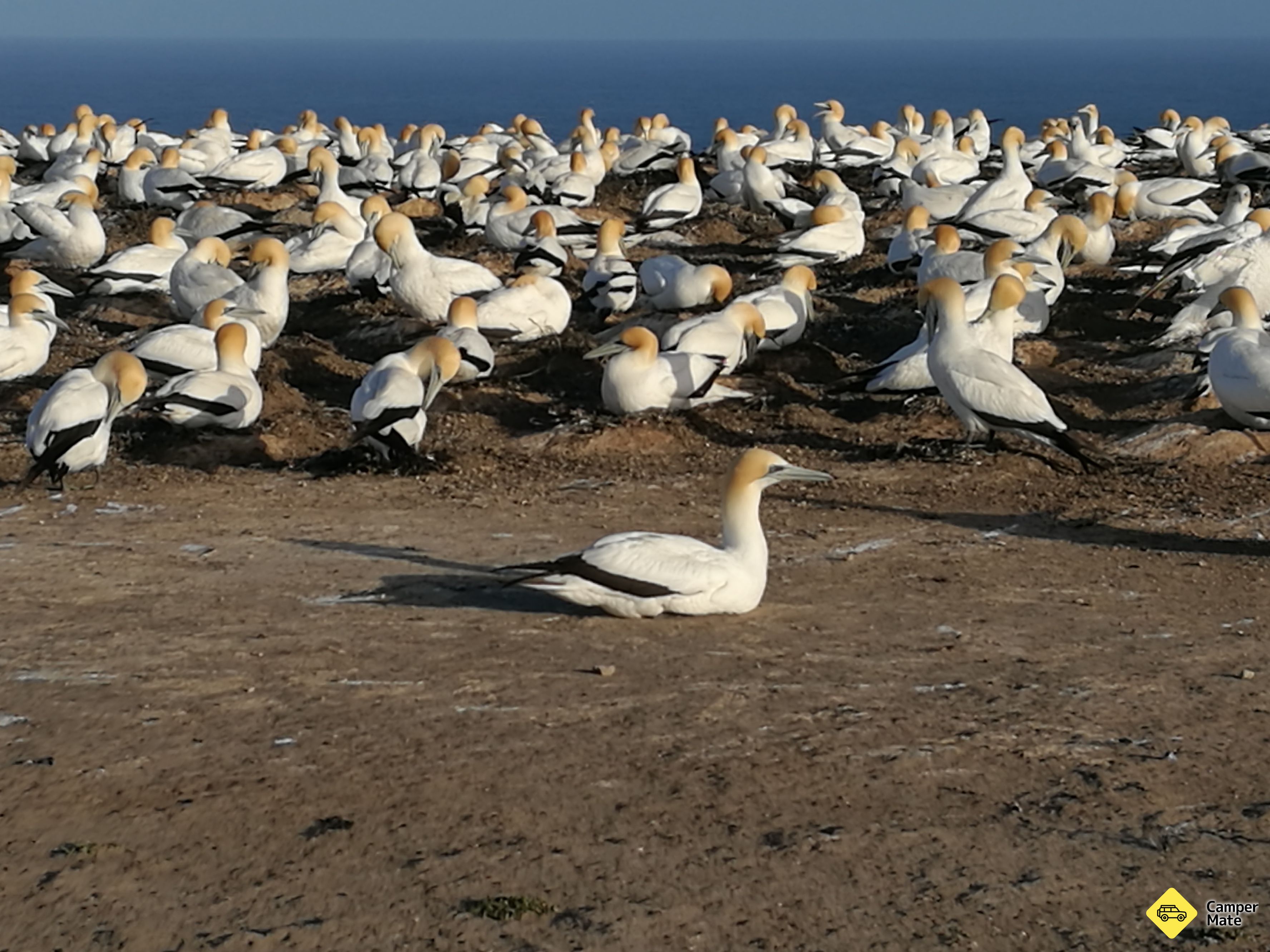 Cape Kidnappers Gannet Colony Tour - Image 2