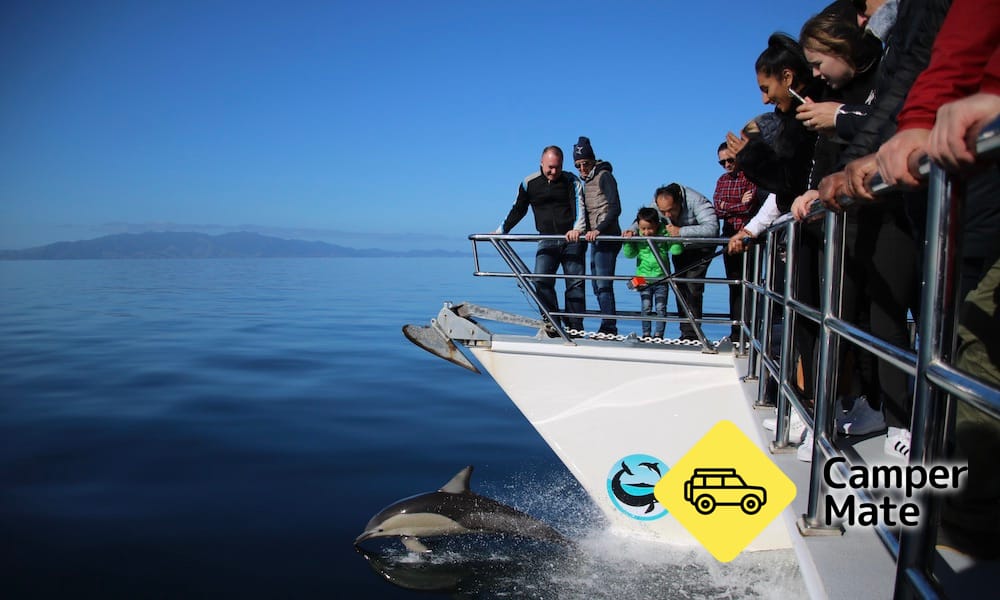 Whale and Dolphin Safari in Auckland - Image 2