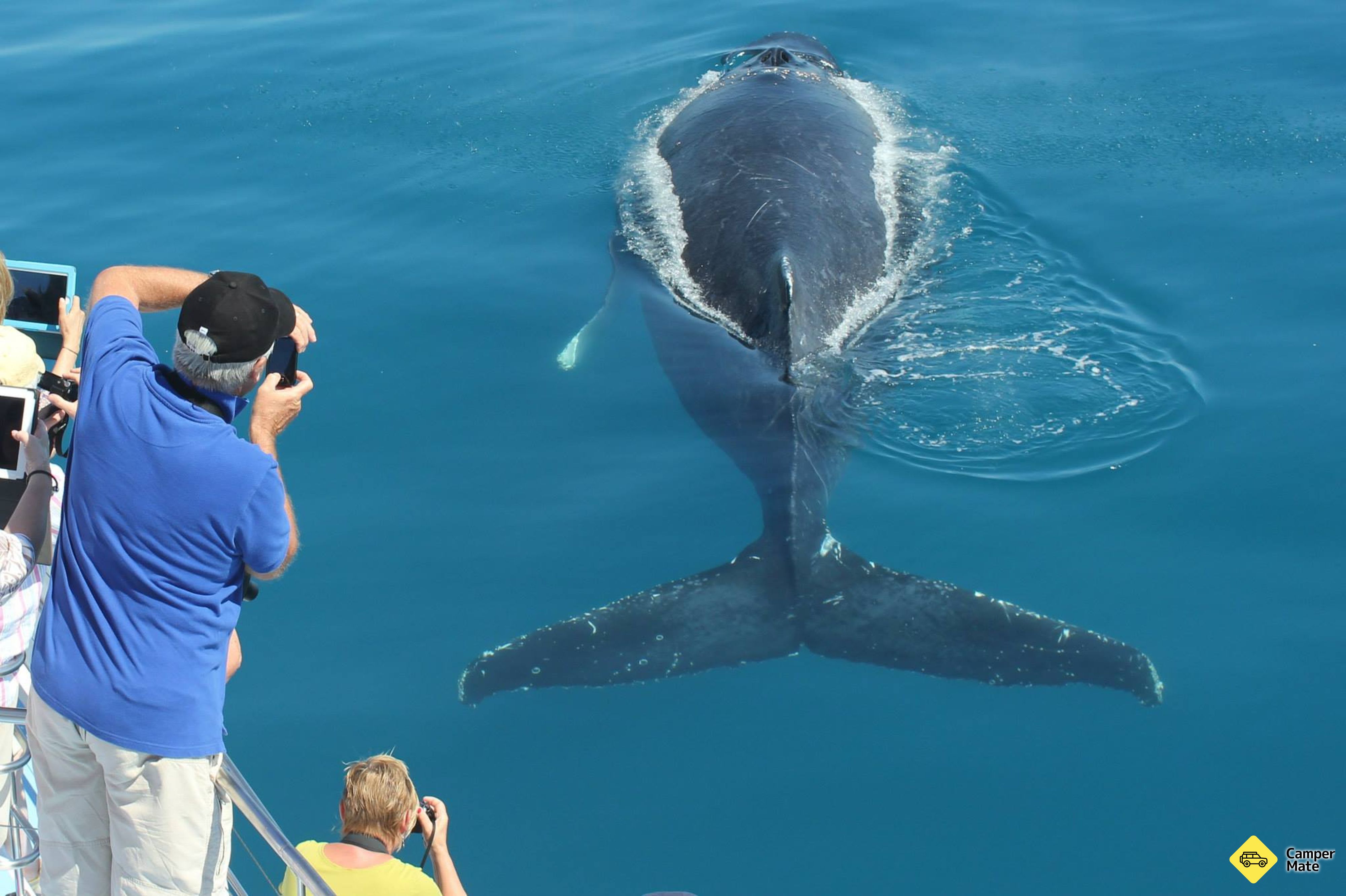 Freedom Whale Watch von Hervey Bay - Image 2